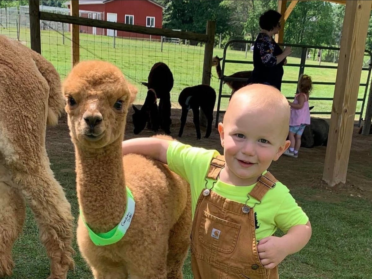 Alpaca closeup at Majestic Meadows Alpacas petting zoo Medina Ohio