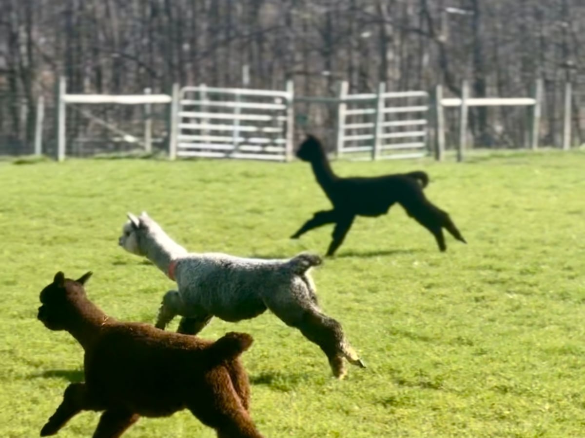 Friendly alpaca greeting visitors at Majestic Meadows Alpacas Ohio