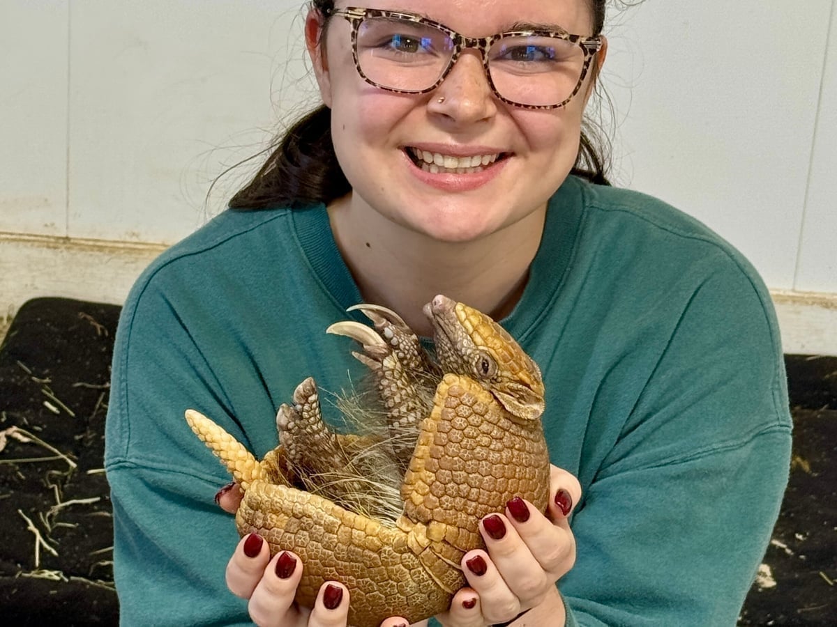 Armadillo closeup at Majestic Meadows Alpacas Ohio
