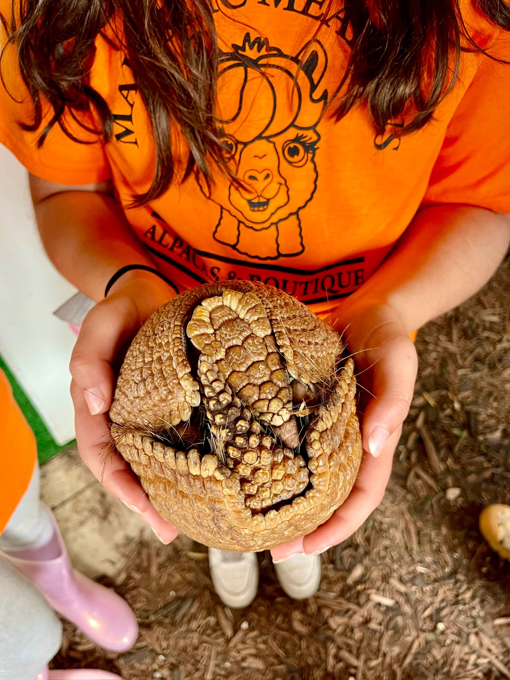 Guest holding armadillo at Majestic Meadows petting zoo Medina