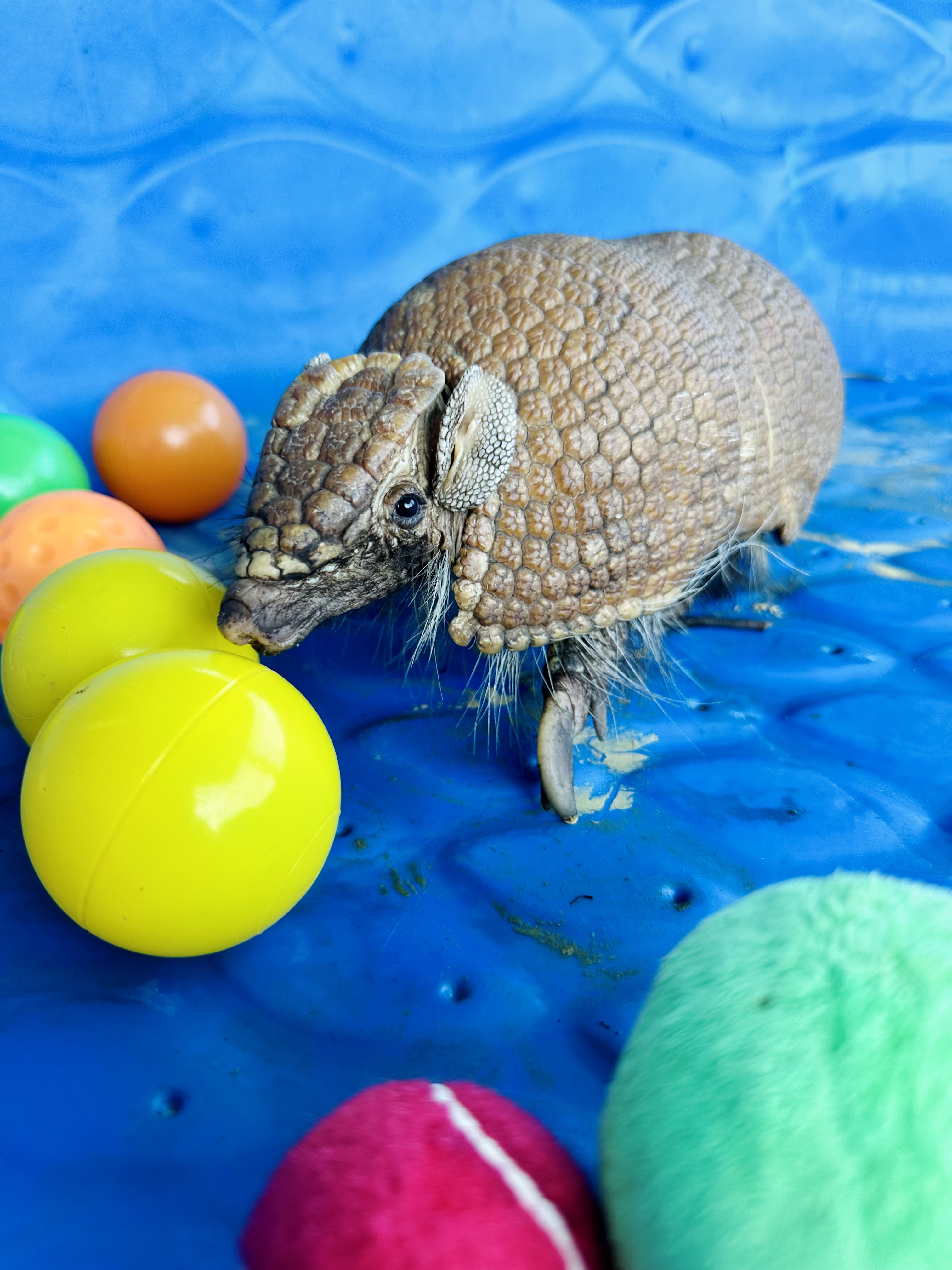 Meet armadillos at Majestic Meadows Alpacas Medina Ohio