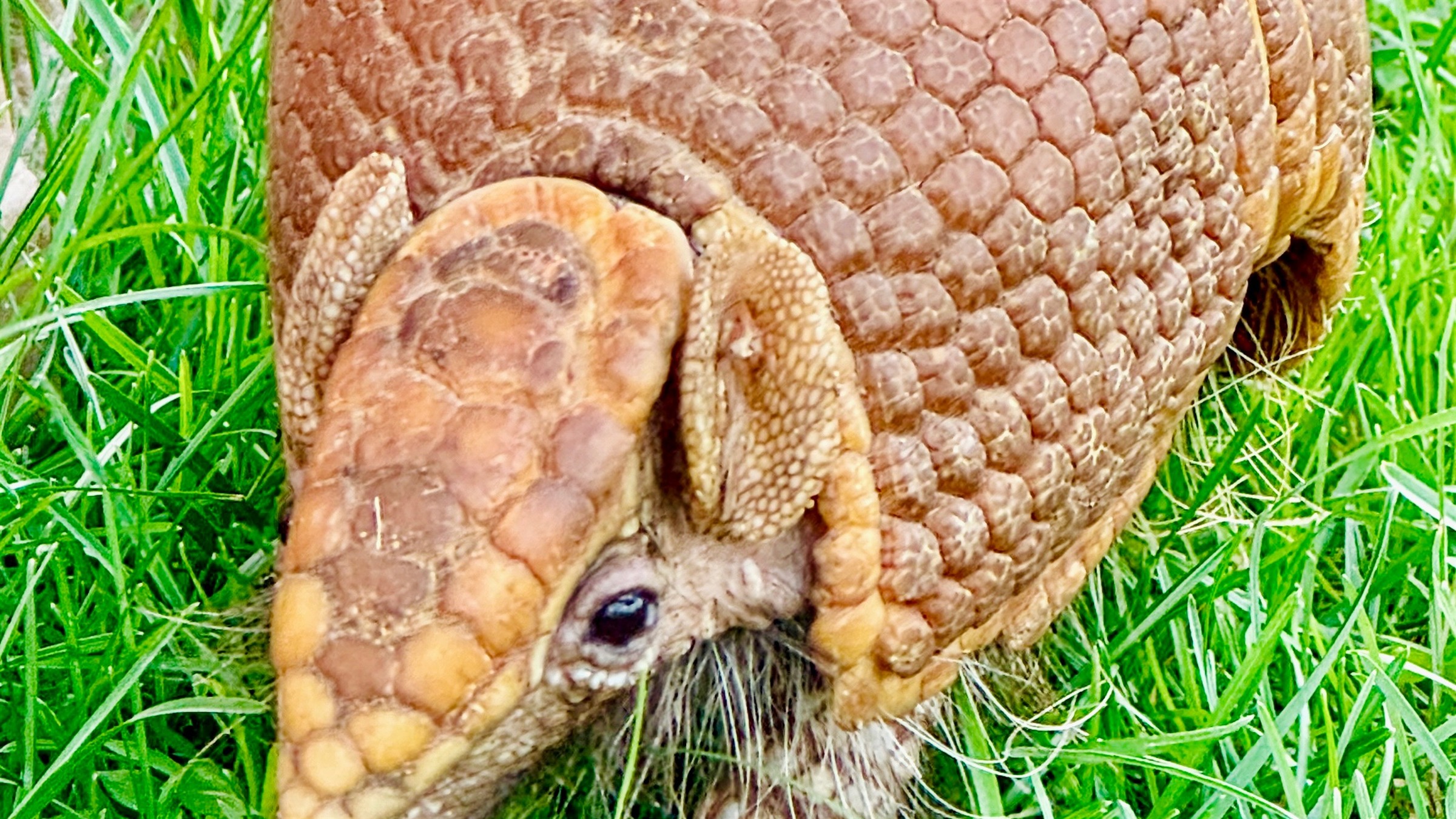 Armadillos at Majestic Meadows Alpacas