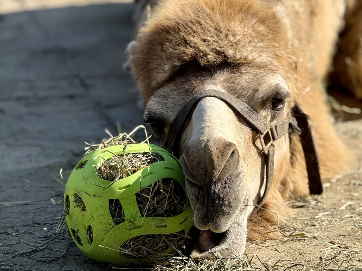 Dromedary camel at Majestic Meadows Alpacas petting zoo Medina Ohio