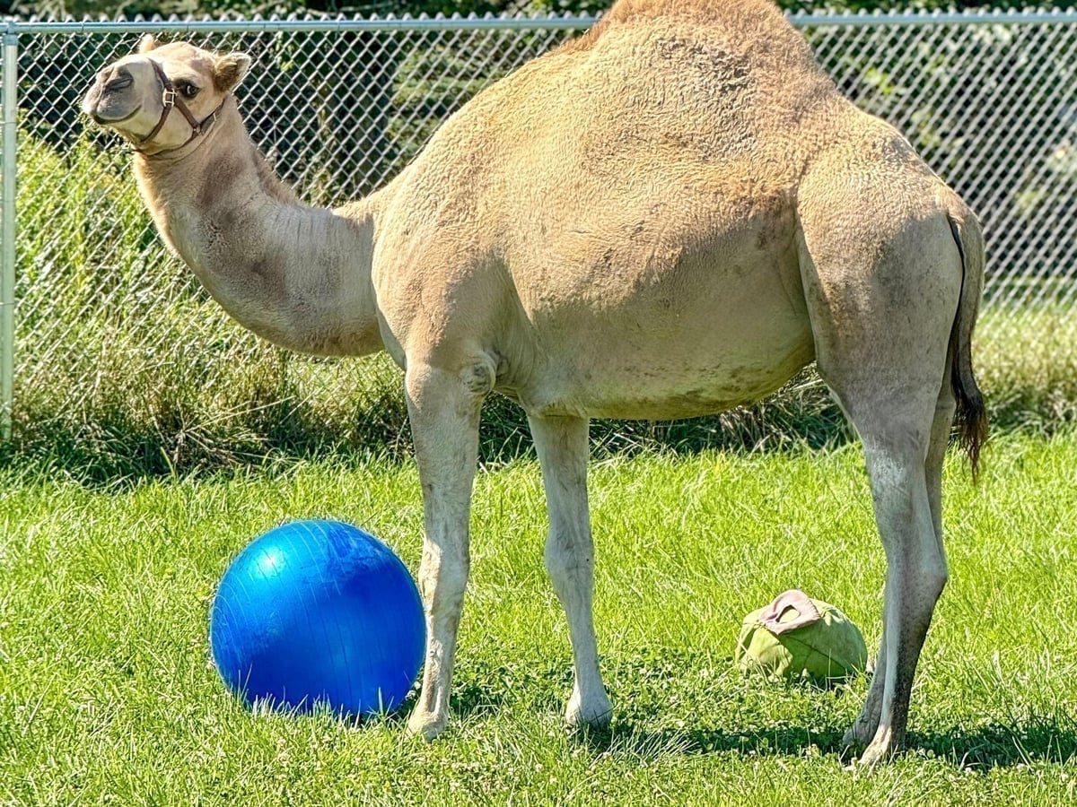 Camel at Majestic Meadows farm Medina Ohio