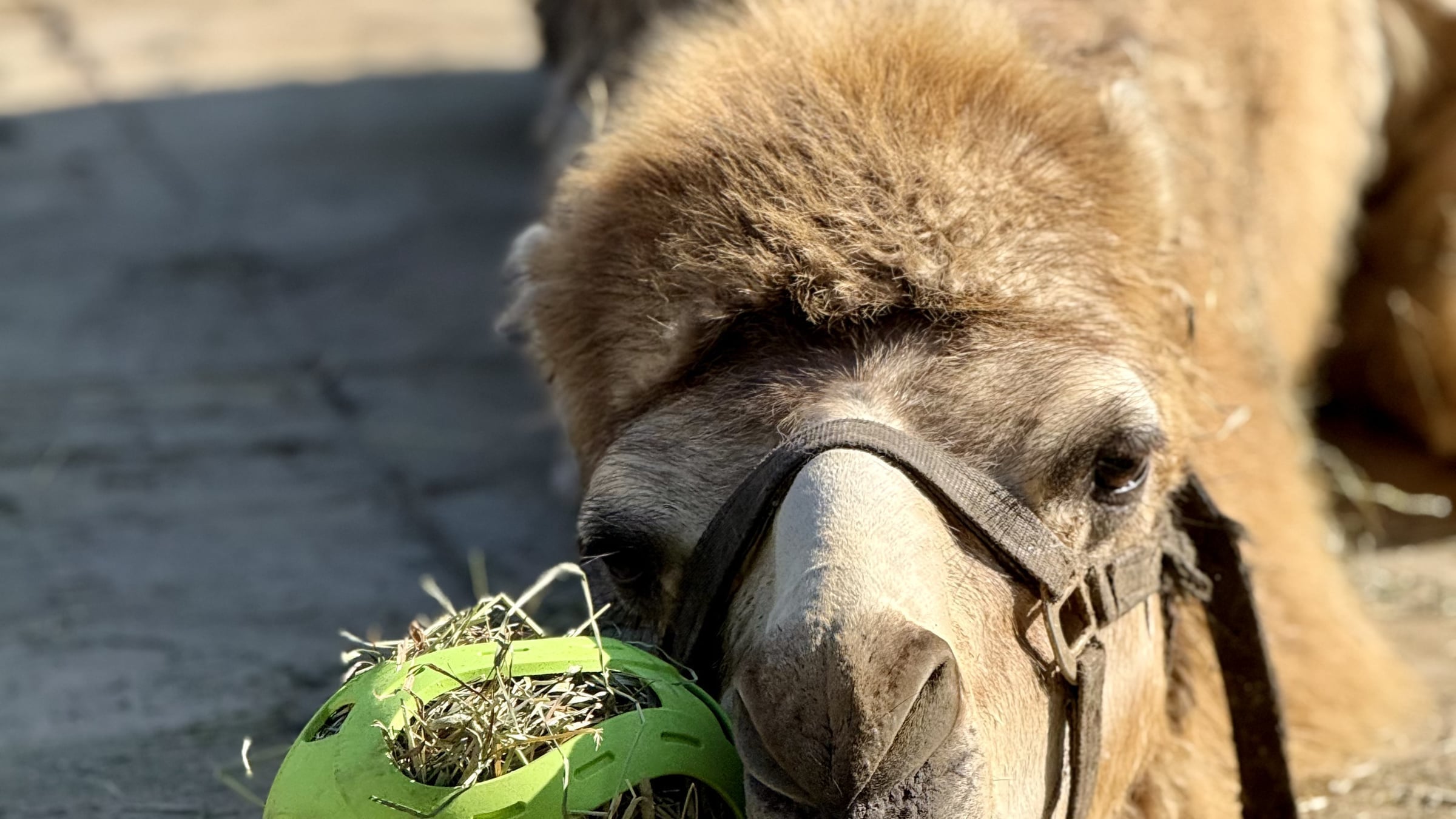 Camels at Majestic Meadows Alpacas
