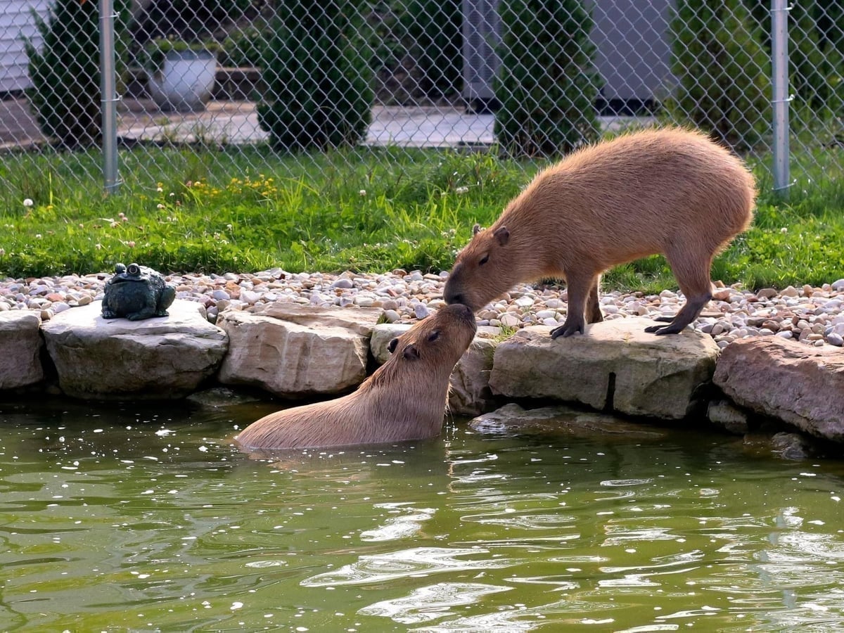 Capybara up close at Majestic Meadows Alpacas Medina Ohio