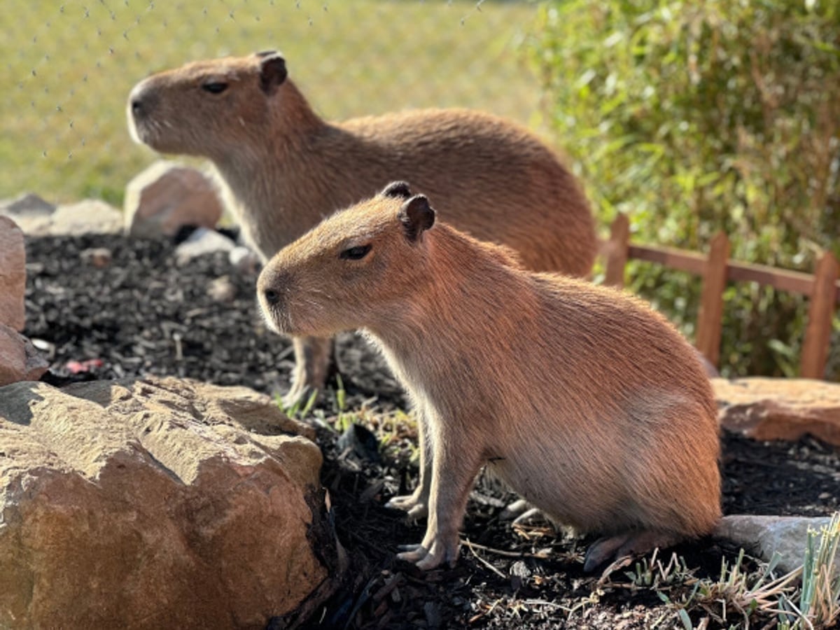Capybara encounter experience at Majestic Meadows Alpacas Ohio