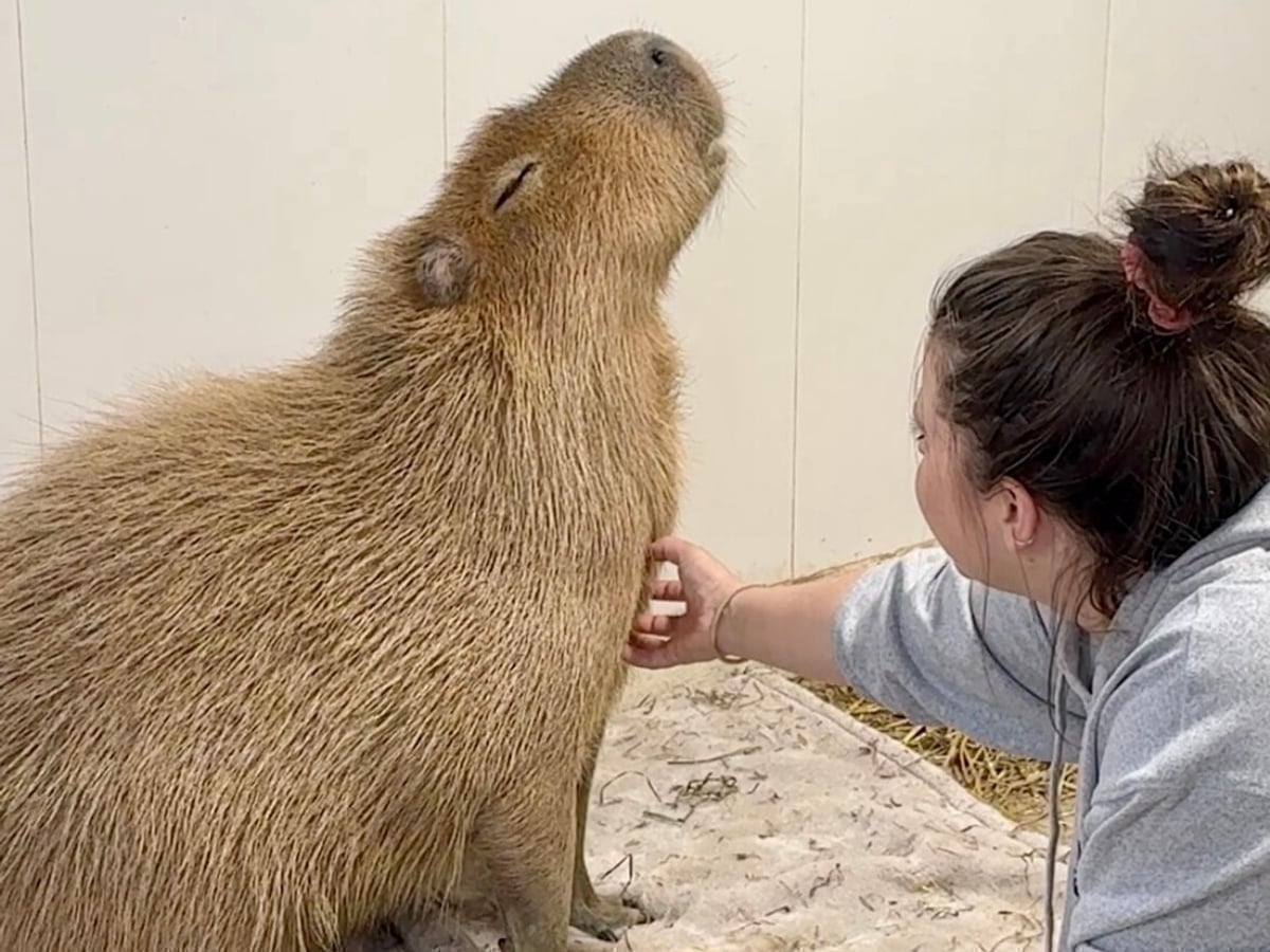 Capybara encounter at Majestic Meadows Alpacas petting zoo