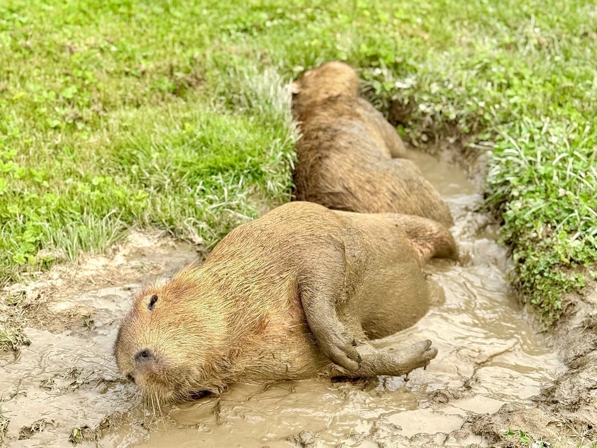 Giant rodent capybara at Majestic Meadows Ohio