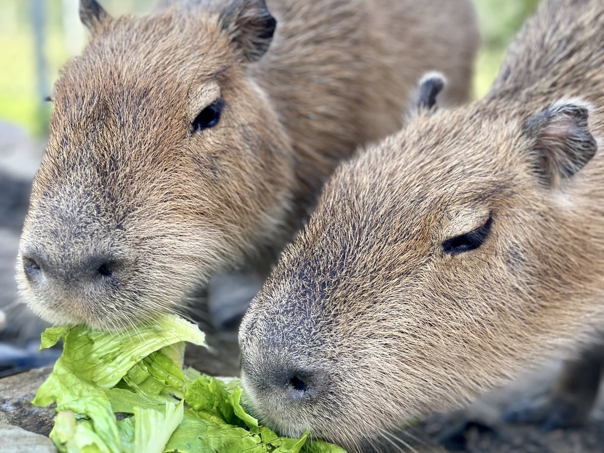 Meet capybaras at Majestic Meadows Alpacas Medina Ohio