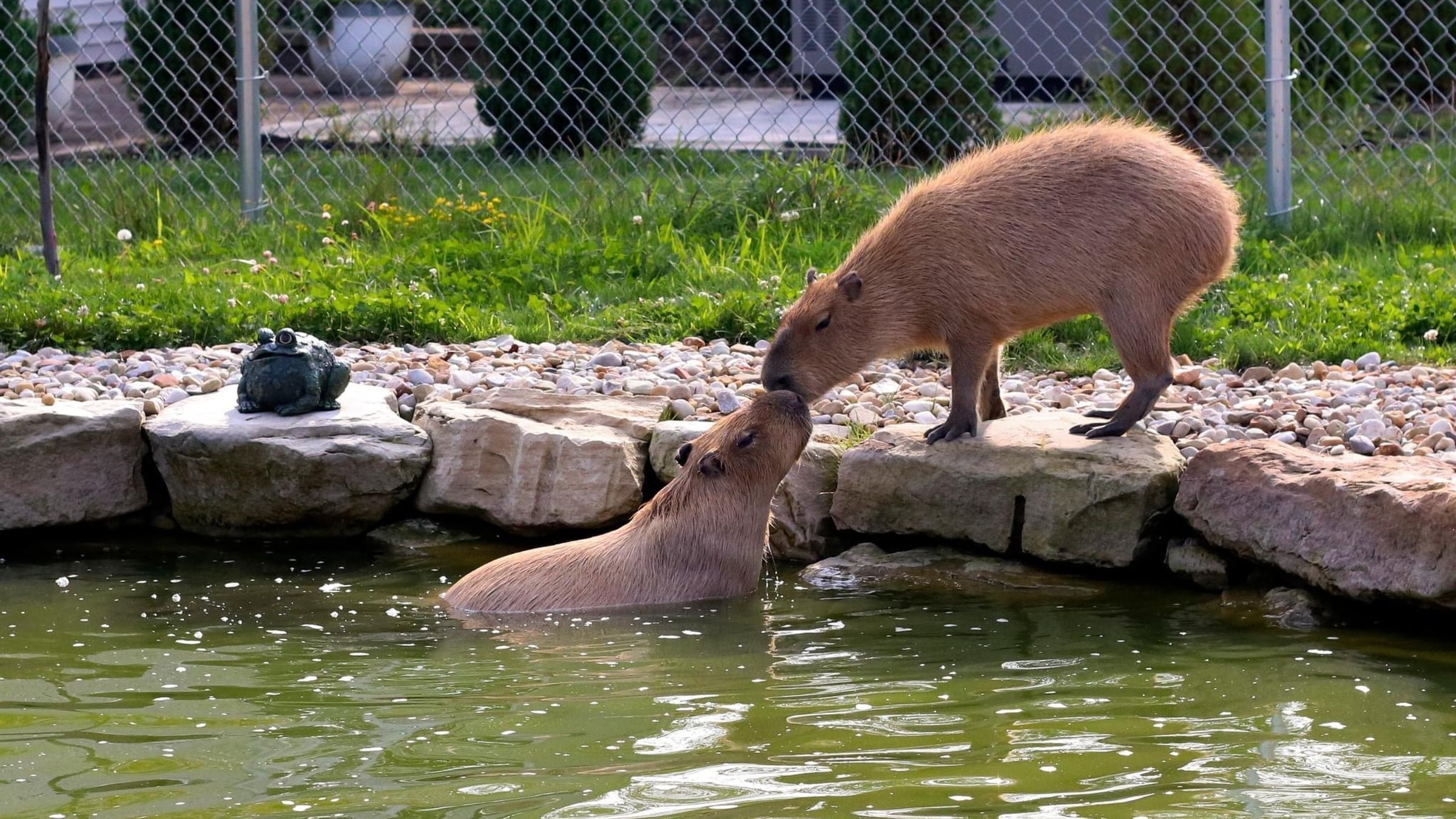 Capybaras at Majestic Meadows Alpacas