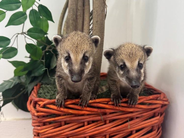 Curious coati at Majestic Meadows Alpacas Ohio