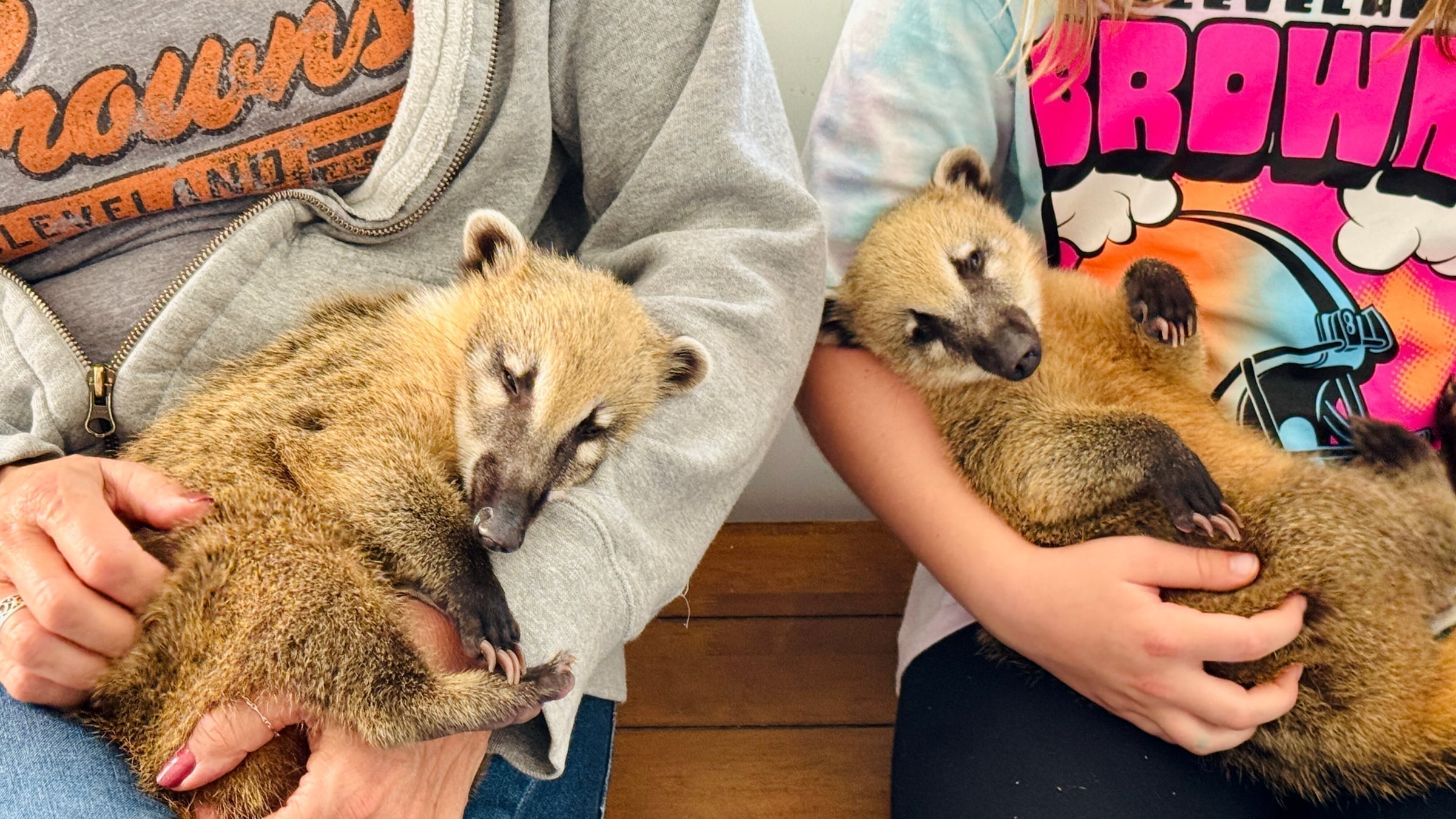 Coatimundis at Majestic Meadows Alpacas