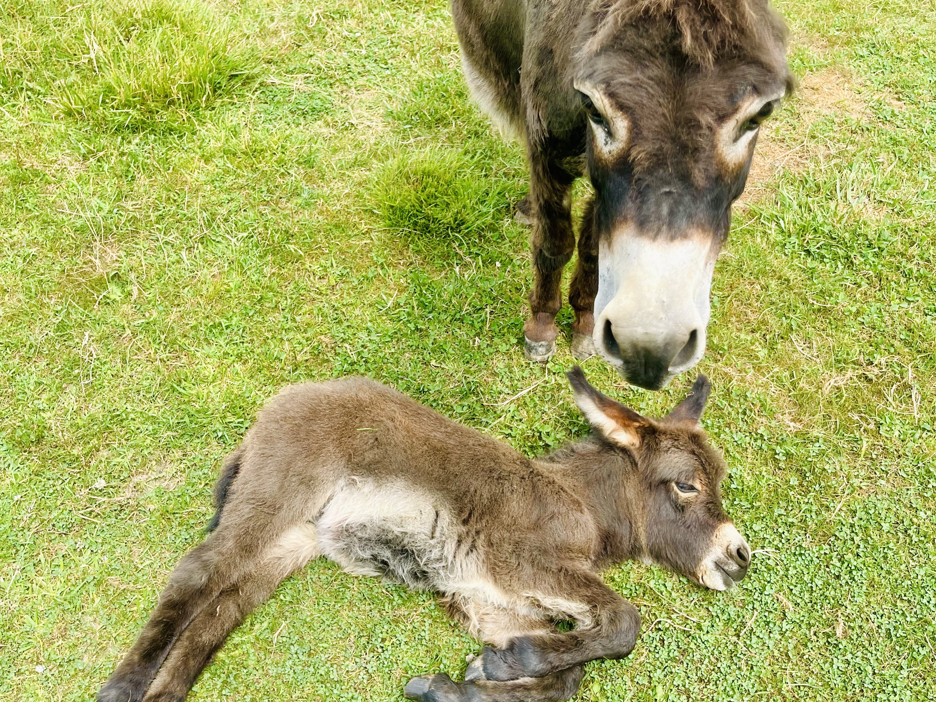 Mini donkey at Majestic Meadows Alpacas Medina Ohio
