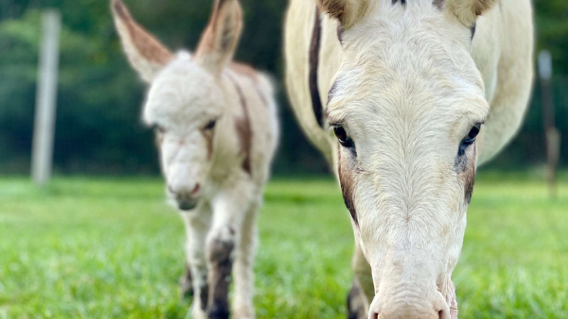 Donkeys at Majestic Meadows Alpacas