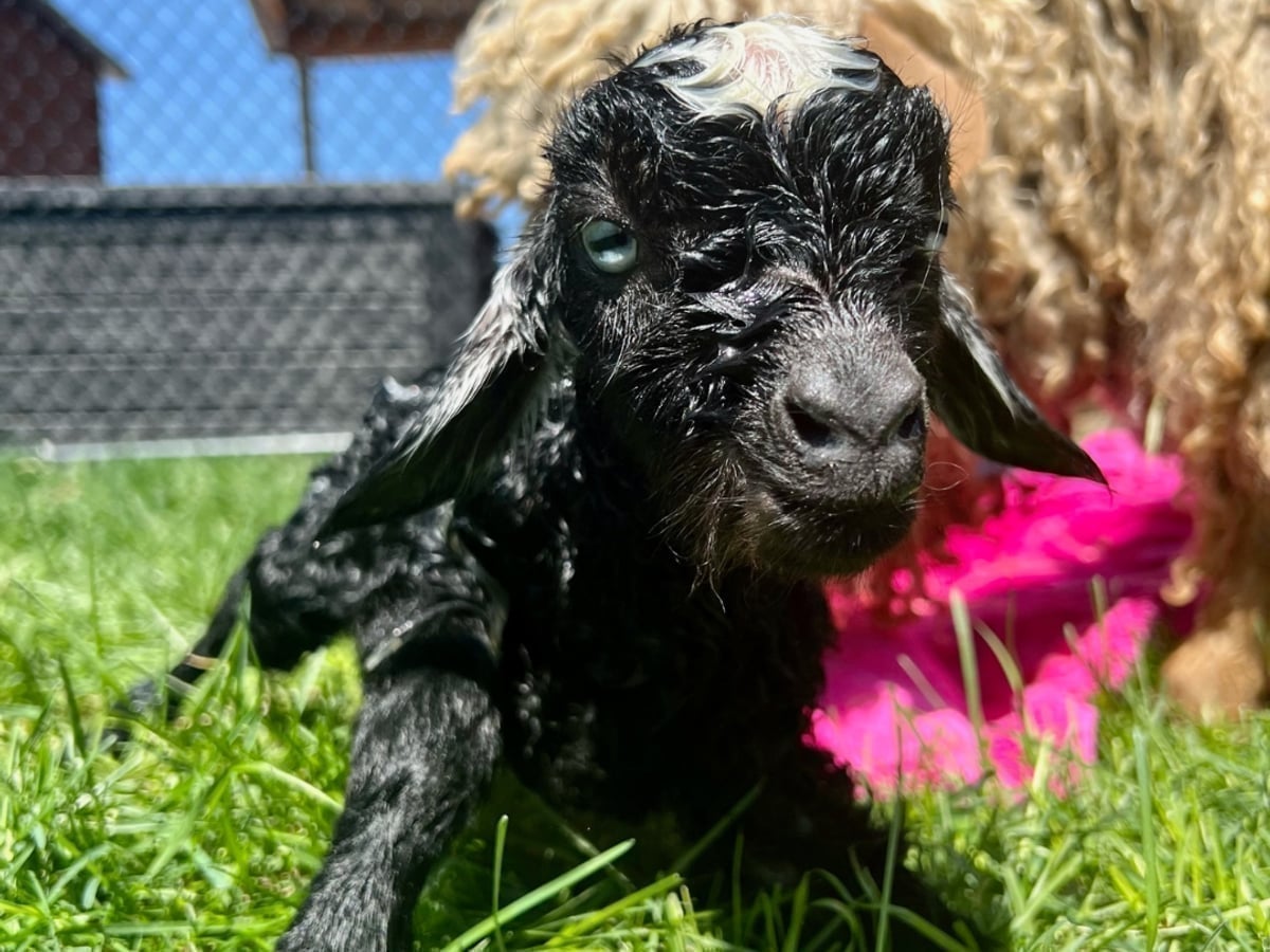 Meet goats at Majestic Meadows Alpacas Medina Ohio