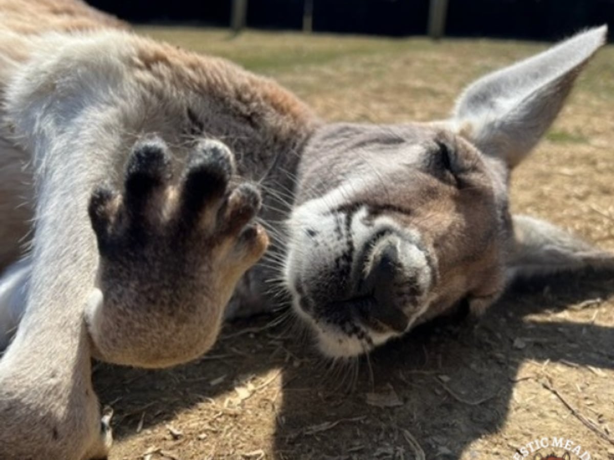 Red kangaroo at Majestic Meadows Alpacas petting zoo Medina Ohio