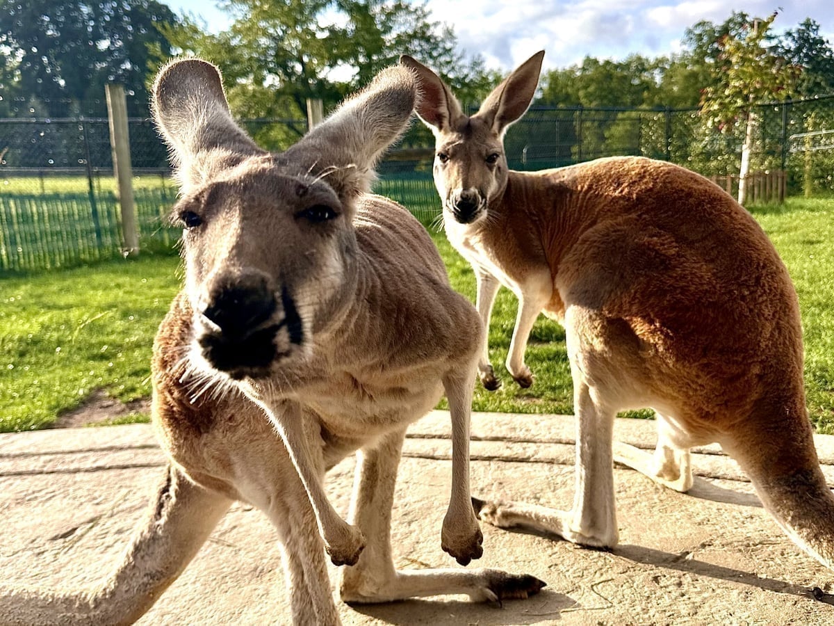Australian kangaroo at Majestic Meadows Alpacas Ohio