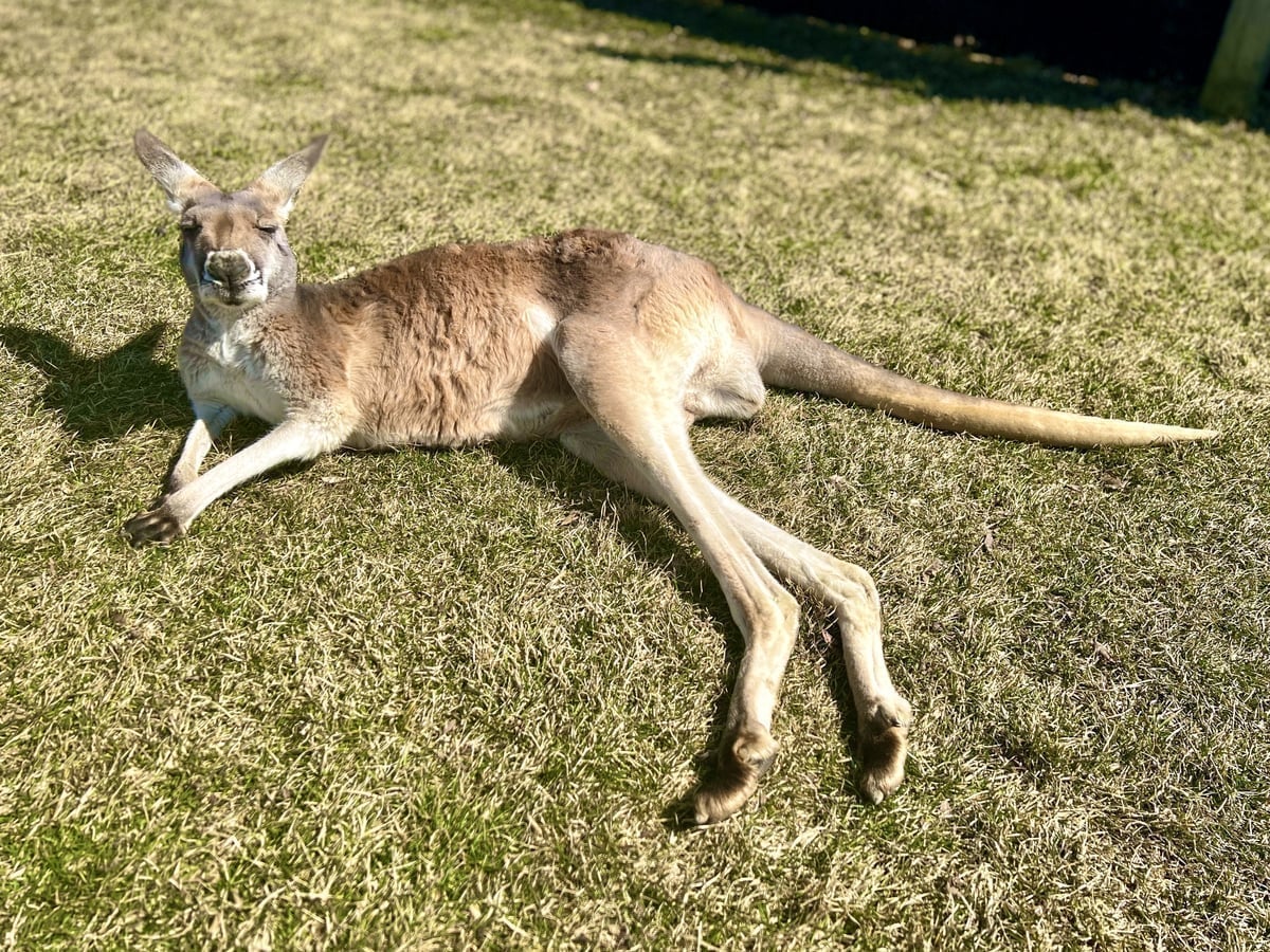 Meet kangaroos at Majestic Meadows Alpacas Medina Ohio