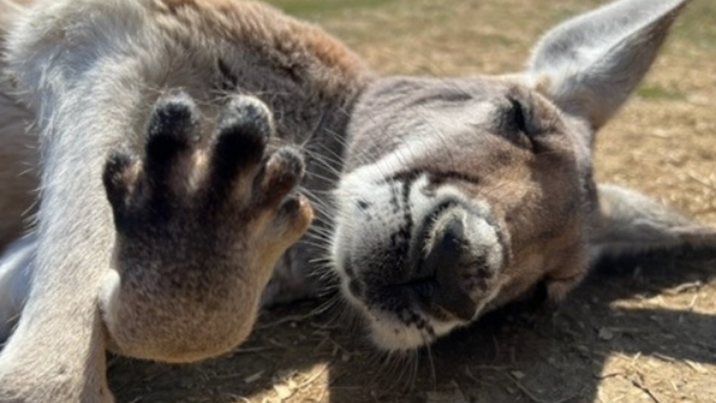 Kangaroos at Majestic Meadows Alpacas