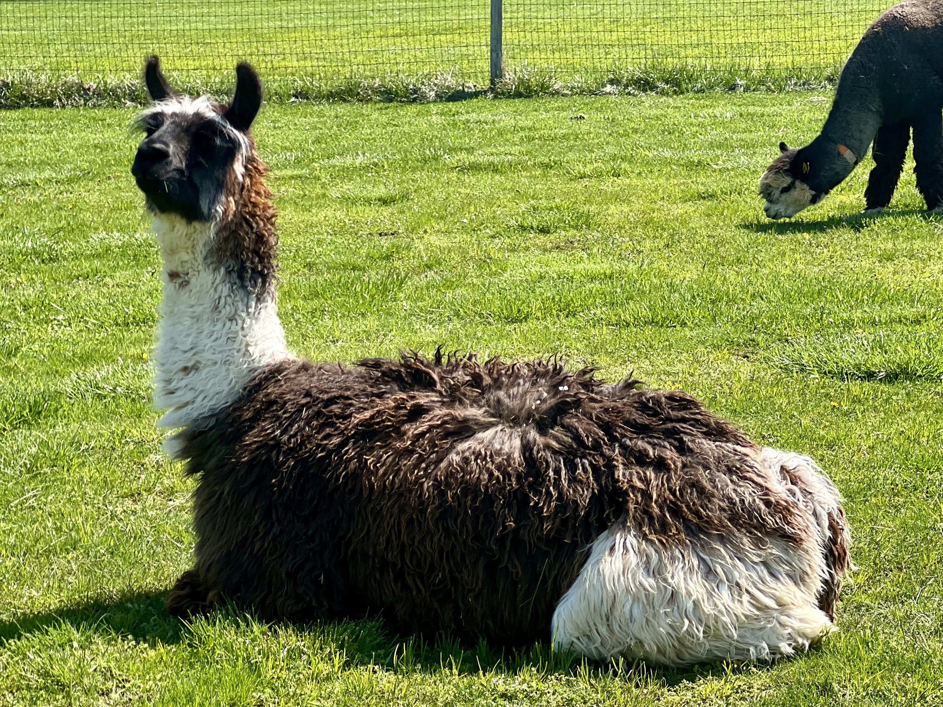 Meet llamas at Majestic Meadows Alpacas Ohio