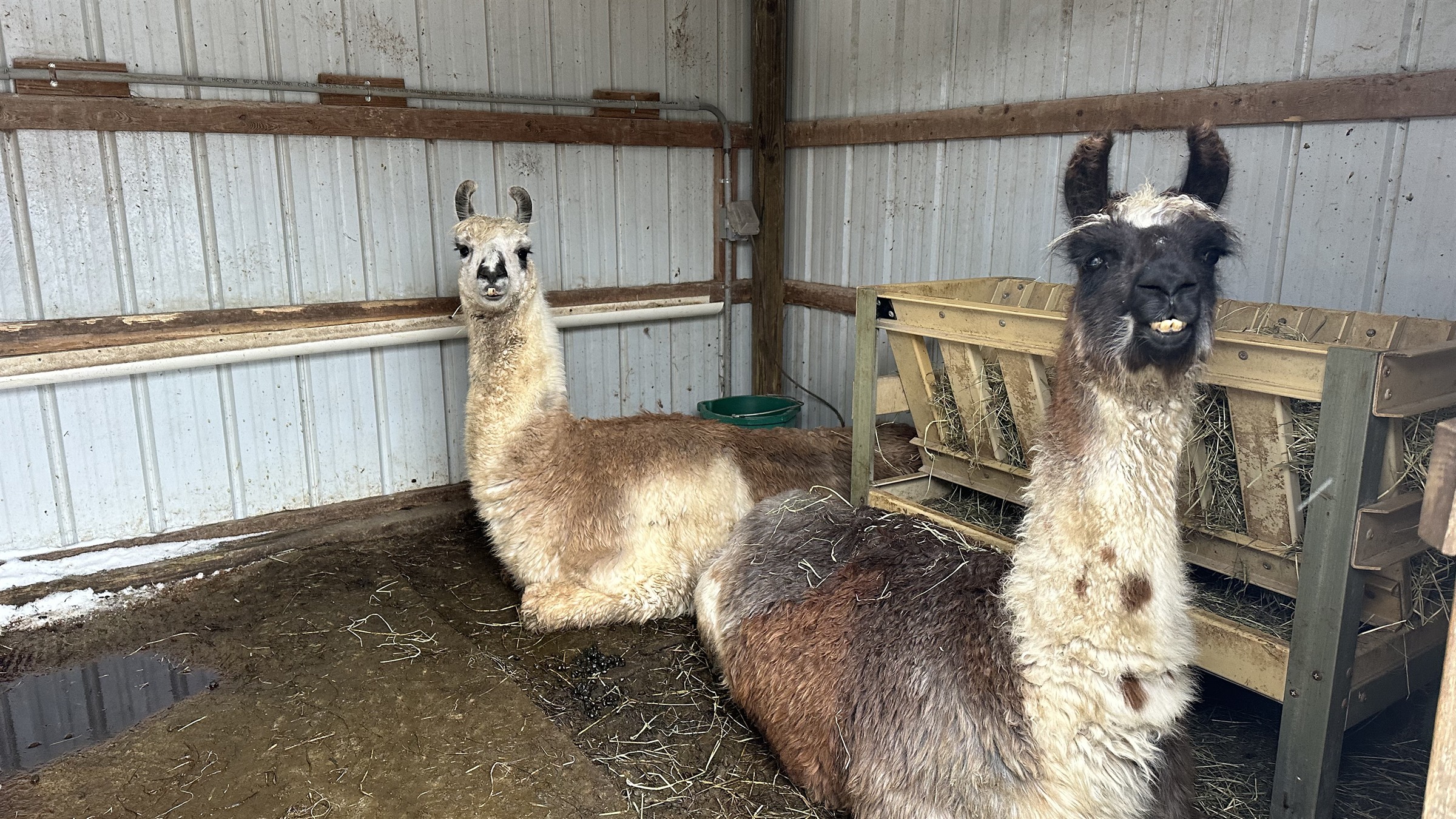 Llamas at Majestic Meadows Alpacas