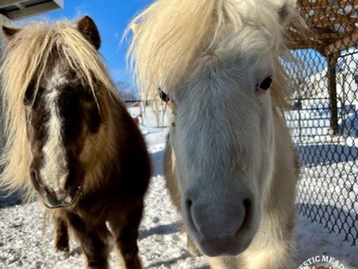 Mini horse at Majestic Meadows Alpacas petting zoo Medina Ohio