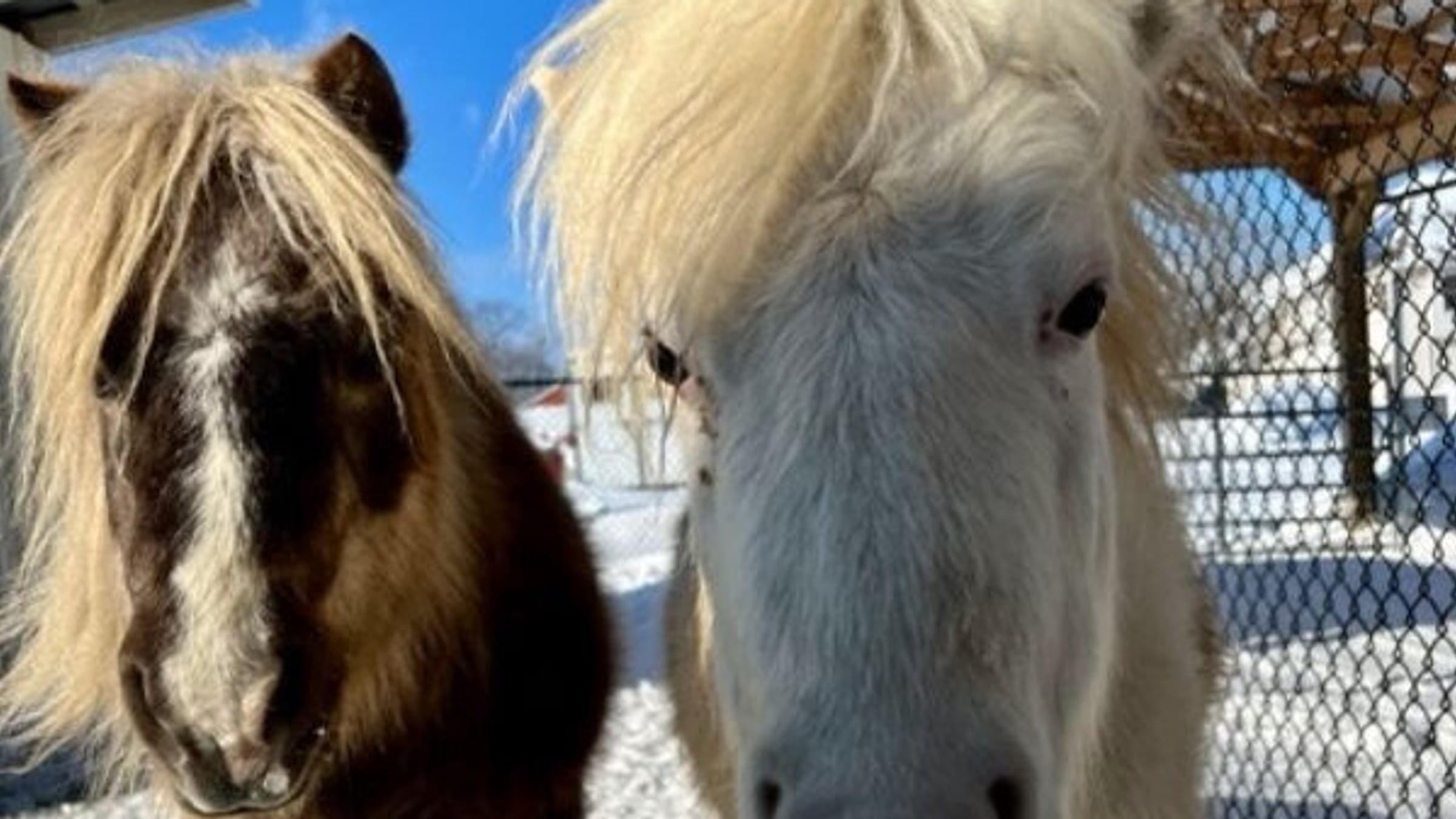 Mini Horses at Majestic Meadows Alpacas