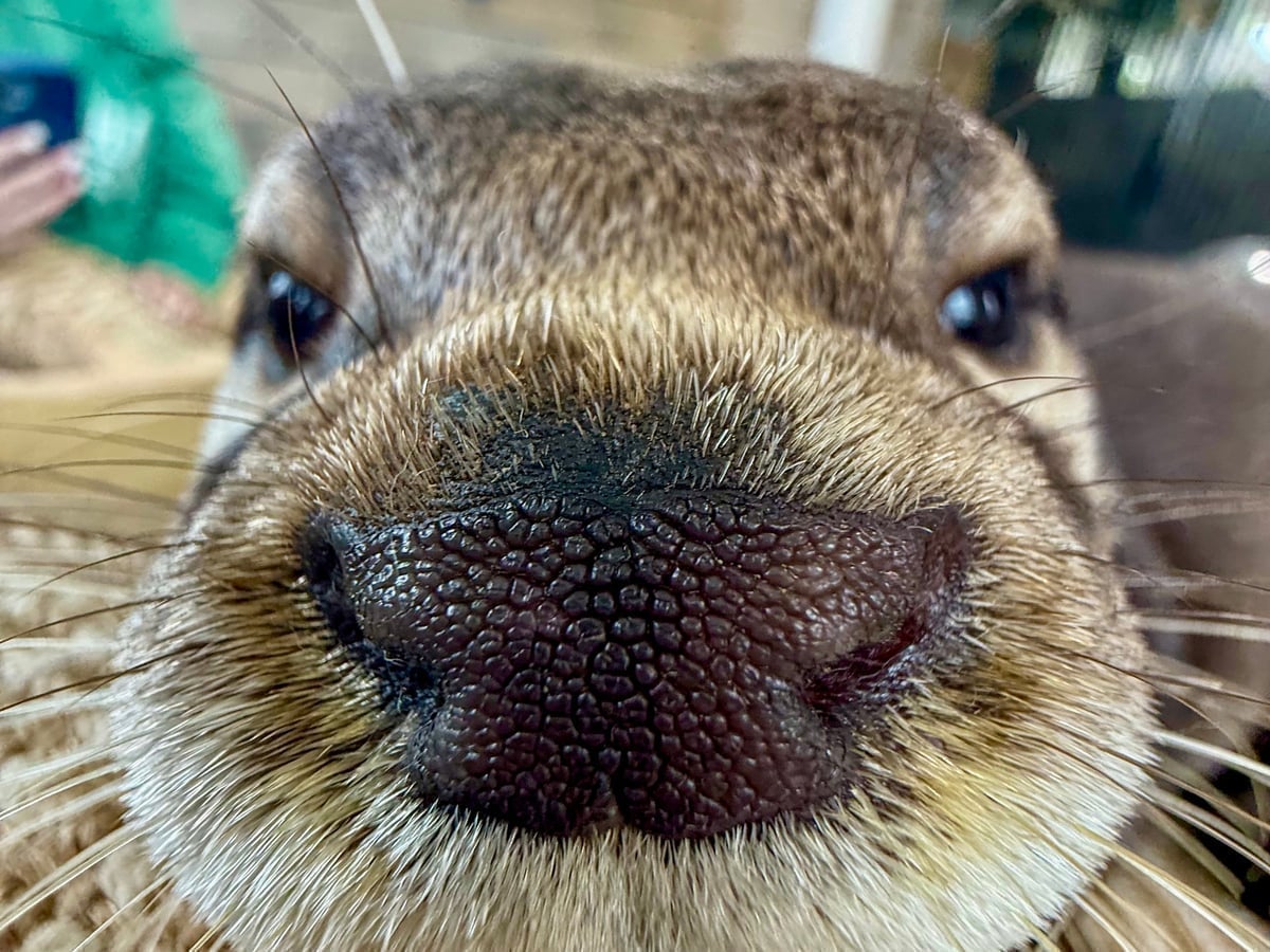 Asian small-clawed otter at Majestic Meadows Alpacas petting zoo Medina Ohio