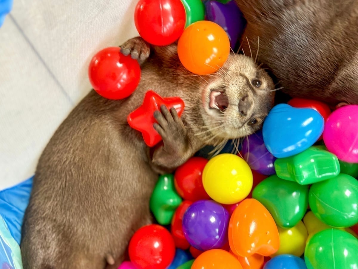Otter encounter at Majestic Meadows Alpacas petting zoo