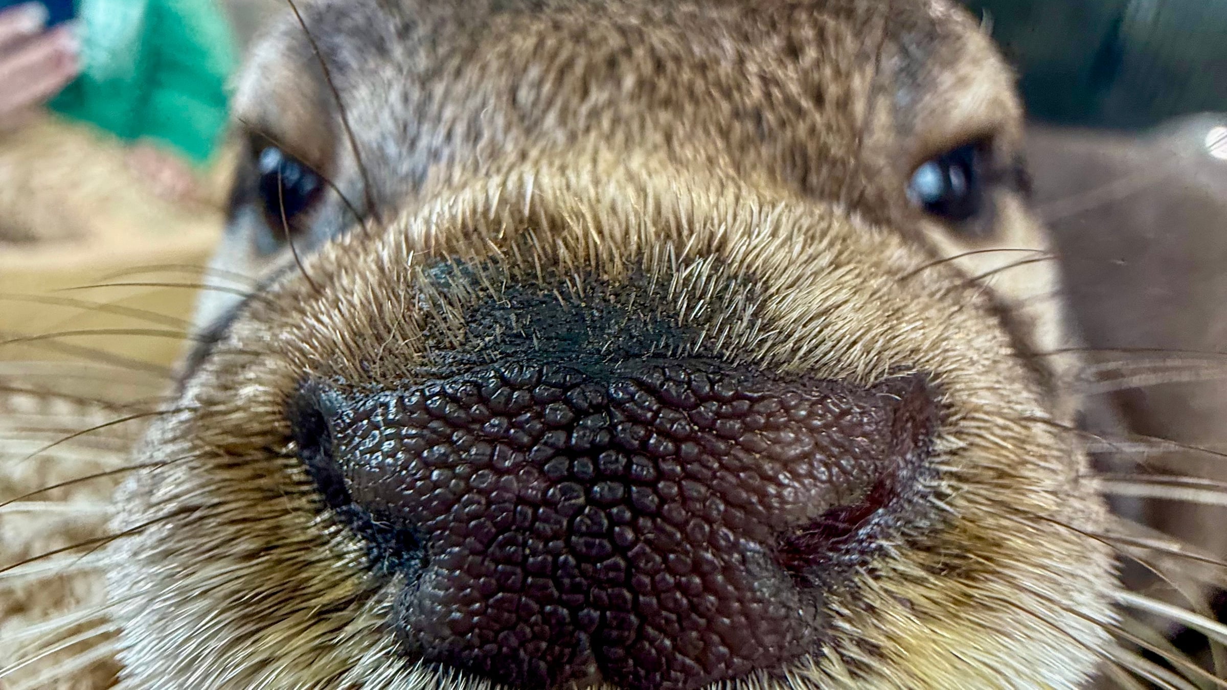 Otters at Majestic Meadows Alpacas
