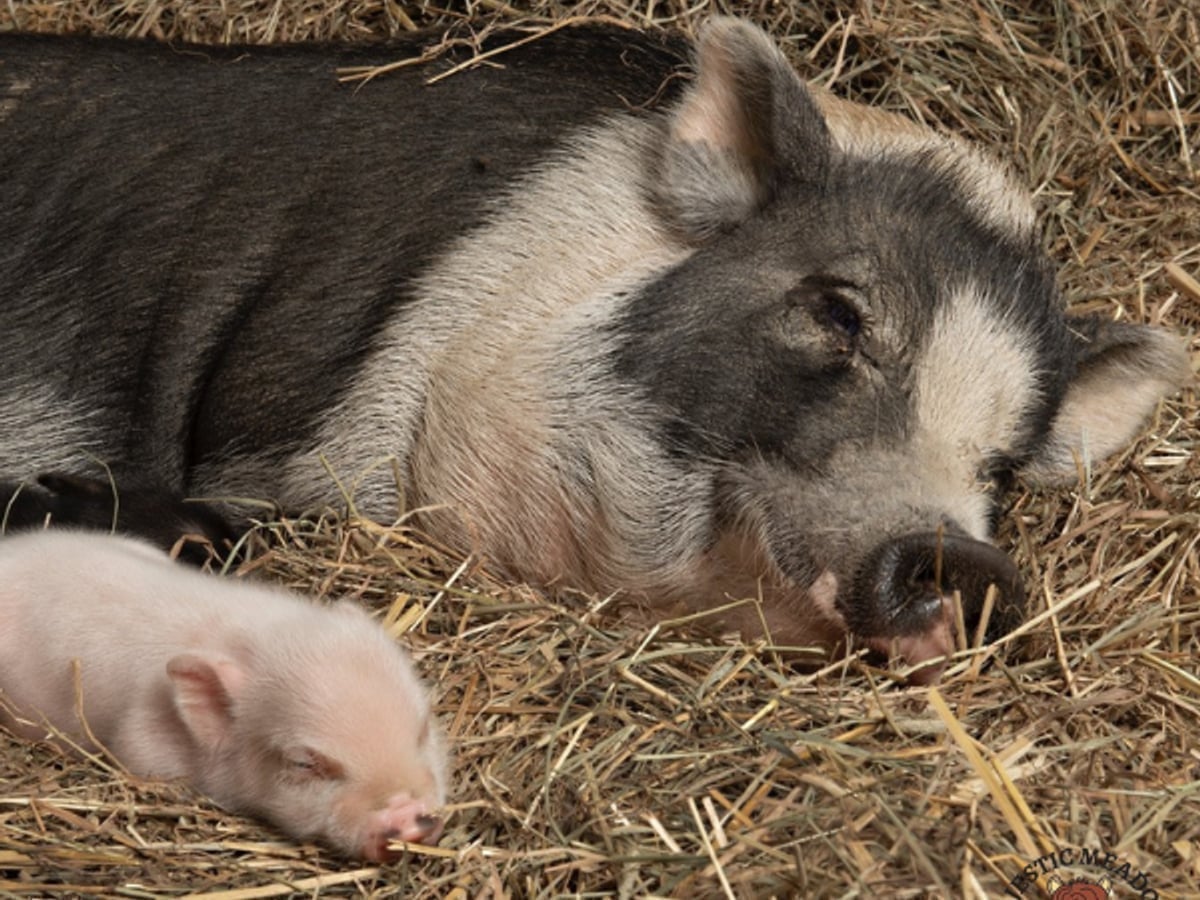 Friendly potbellied pig at Majestic Meadows Alpacas Ohio