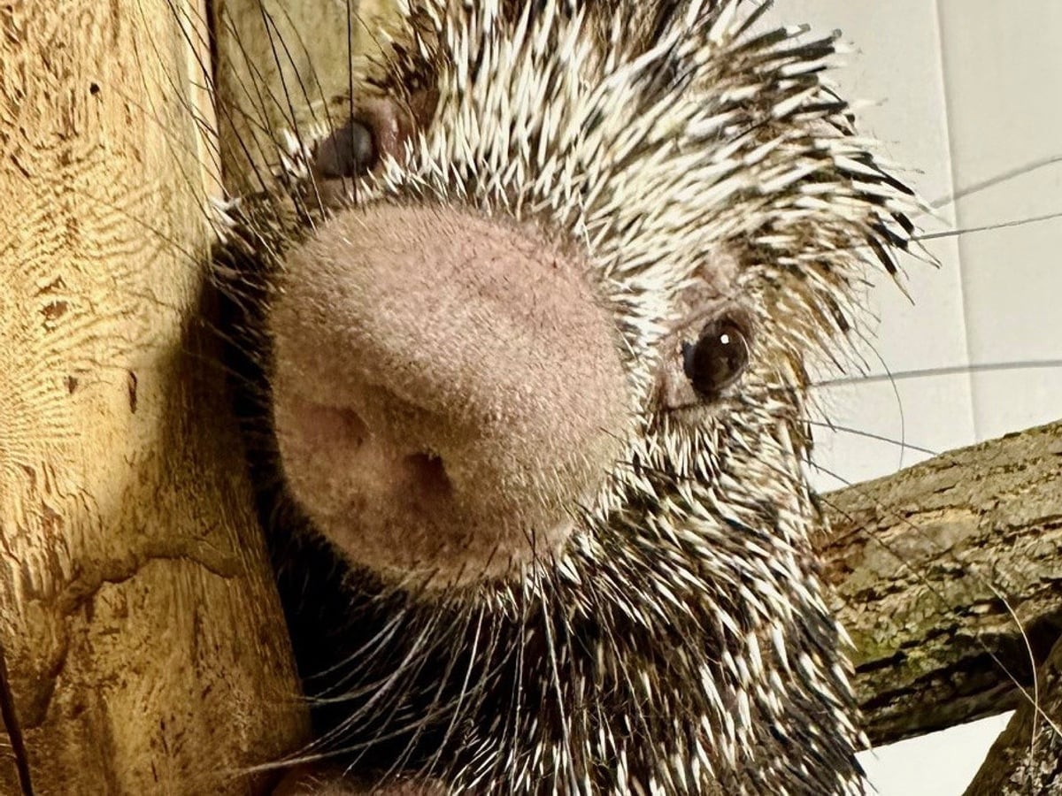 Prehensile-tailed porcupine at Majestic Meadows Alpacas petting zoo Medina Ohio