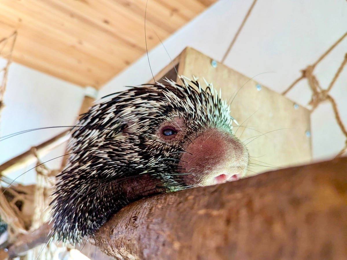 Prehensile-tailed porcupine at Majestic Meadows family farm Medina