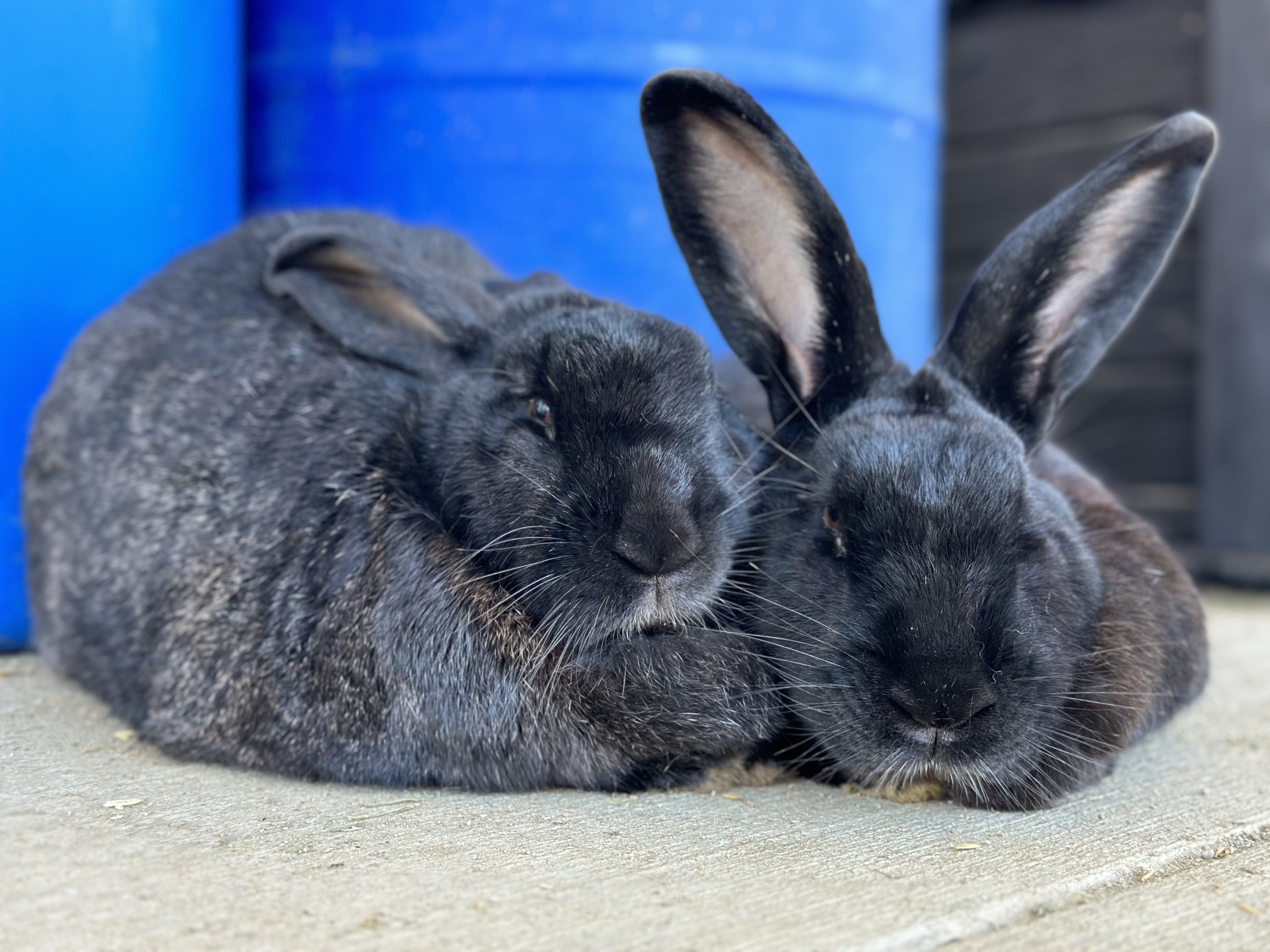 Flemish Giant rabbit at Majestic Meadows Alpacas petting zoo Medina Ohio