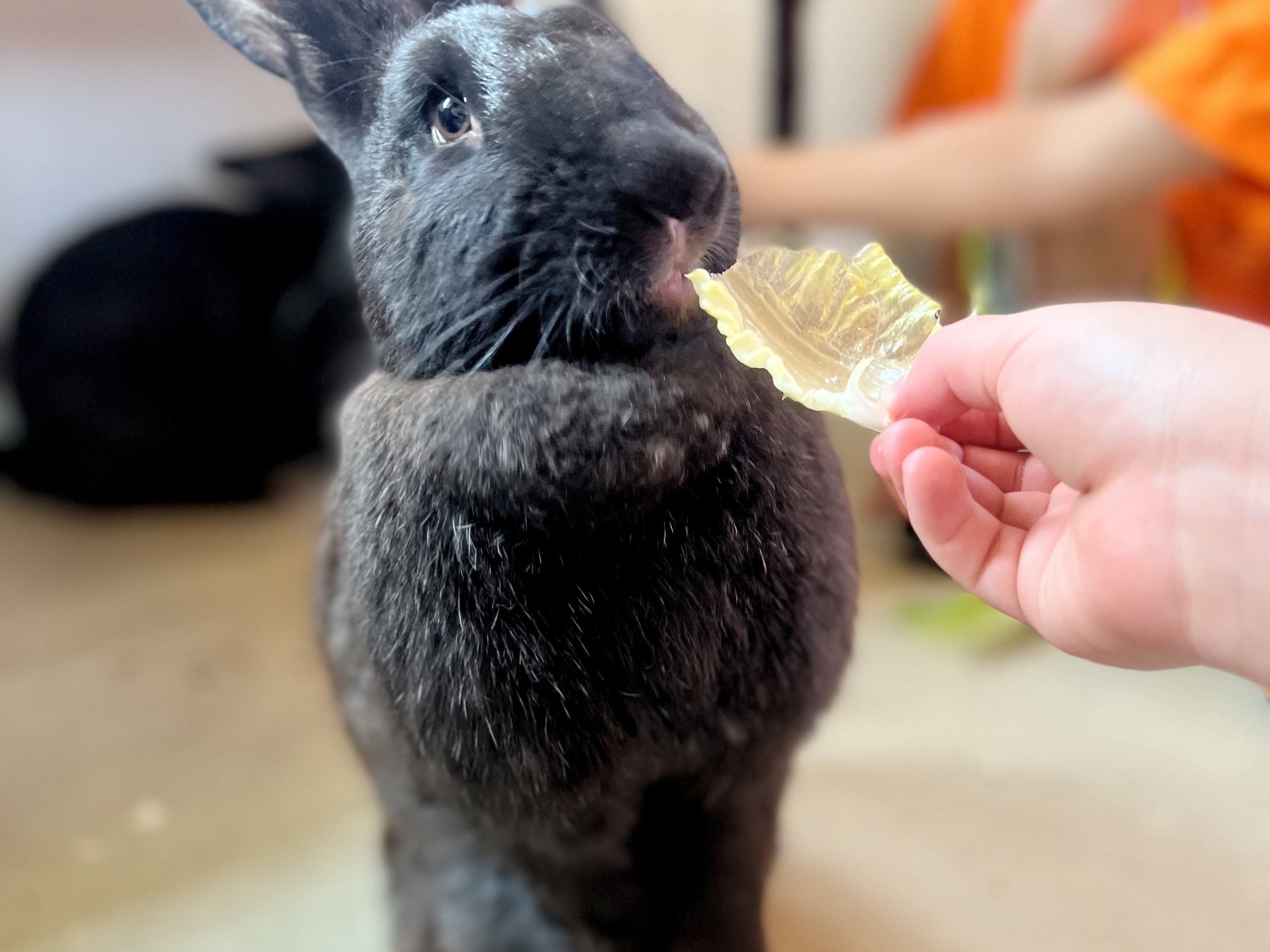 Rabbit encounter at Majestic Meadows Alpacas petting zoo