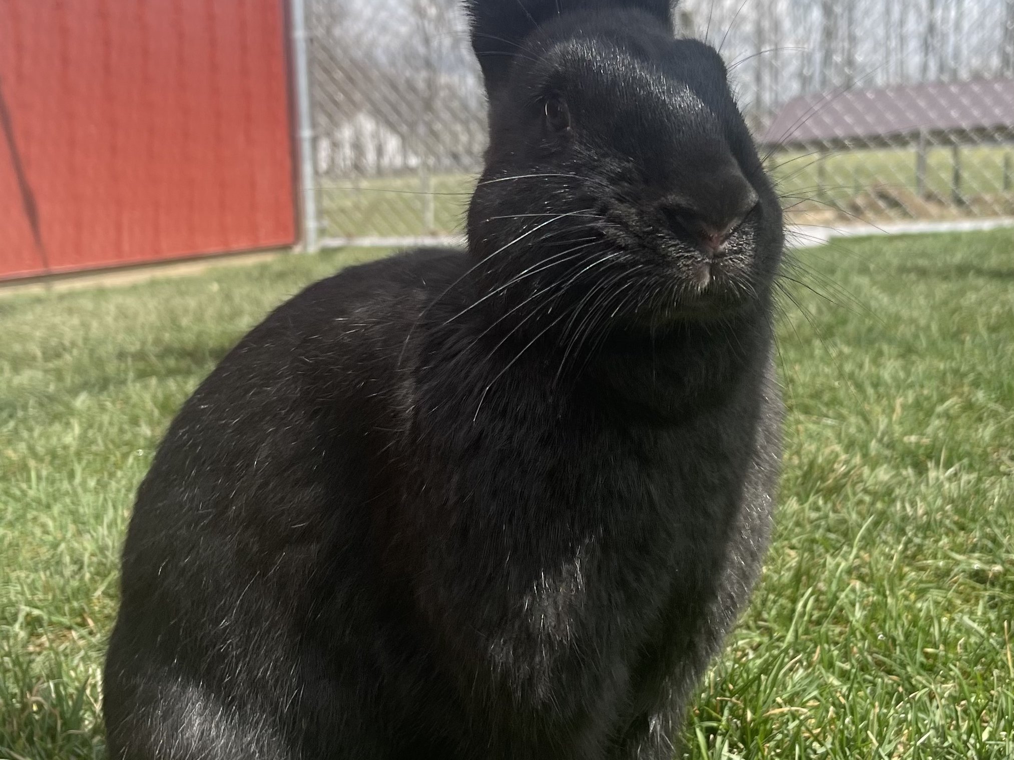 Gentle giant rabbit at Majestic Meadows Alpacas Ohio