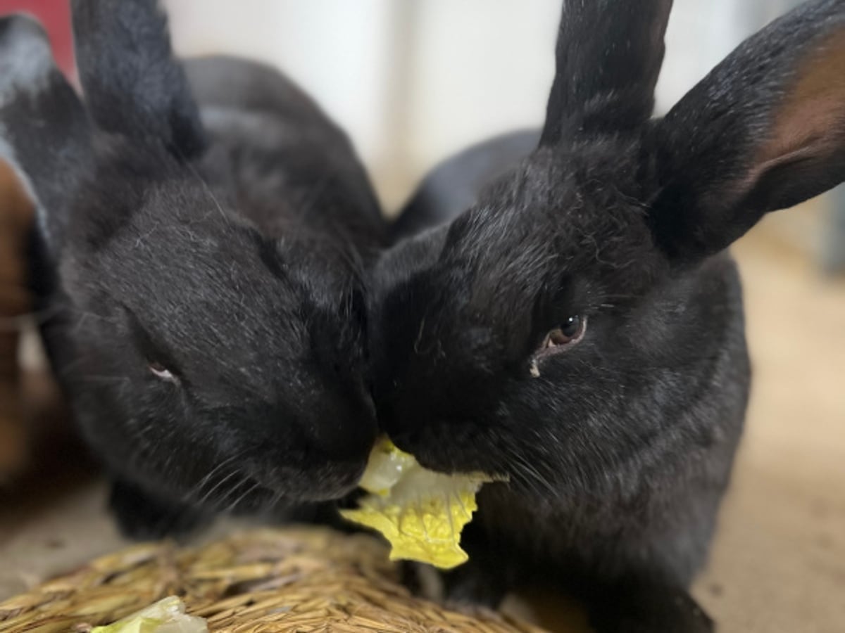 Meet rabbits at Majestic Meadows Alpacas Medina Ohio