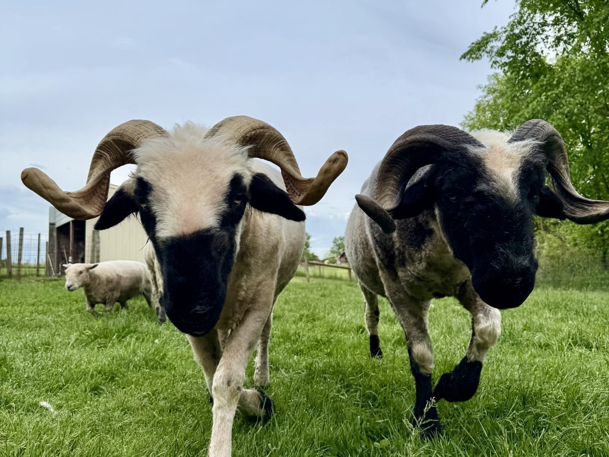 Valais Blacknose sheep at Majestic Meadows Alpacas petting zoo Medina Ohio