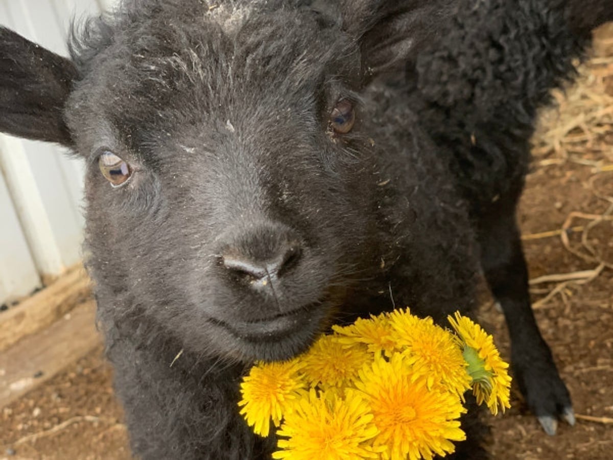 Fluffy sheep at Majestic Meadows Alpacas petting zoo