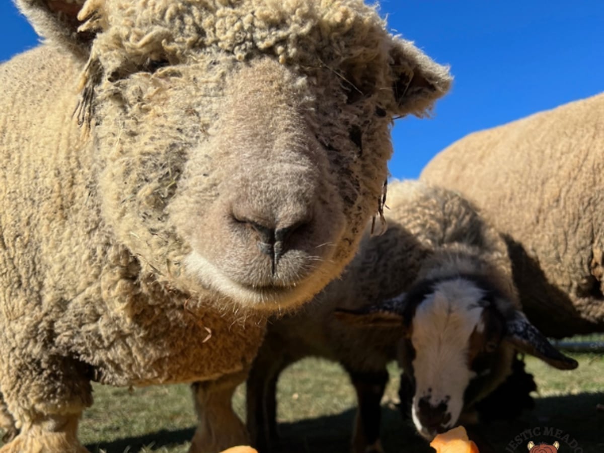 Mini Shetland sheep at Majestic Meadows Alpacas Ohio