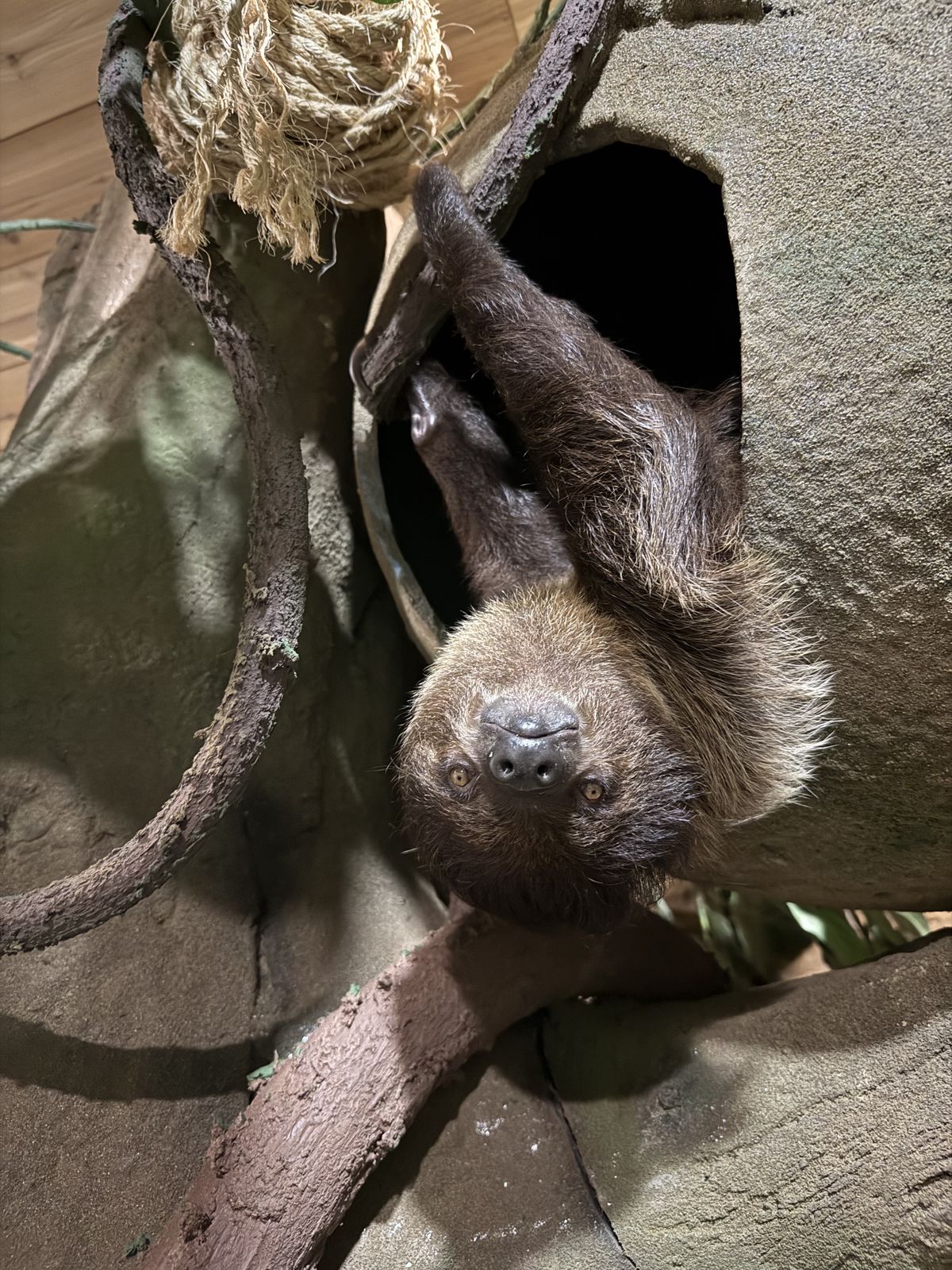 Grover the two-toed sloth at Majestic Meadows Alpacas petting zoo Medina Ohio
