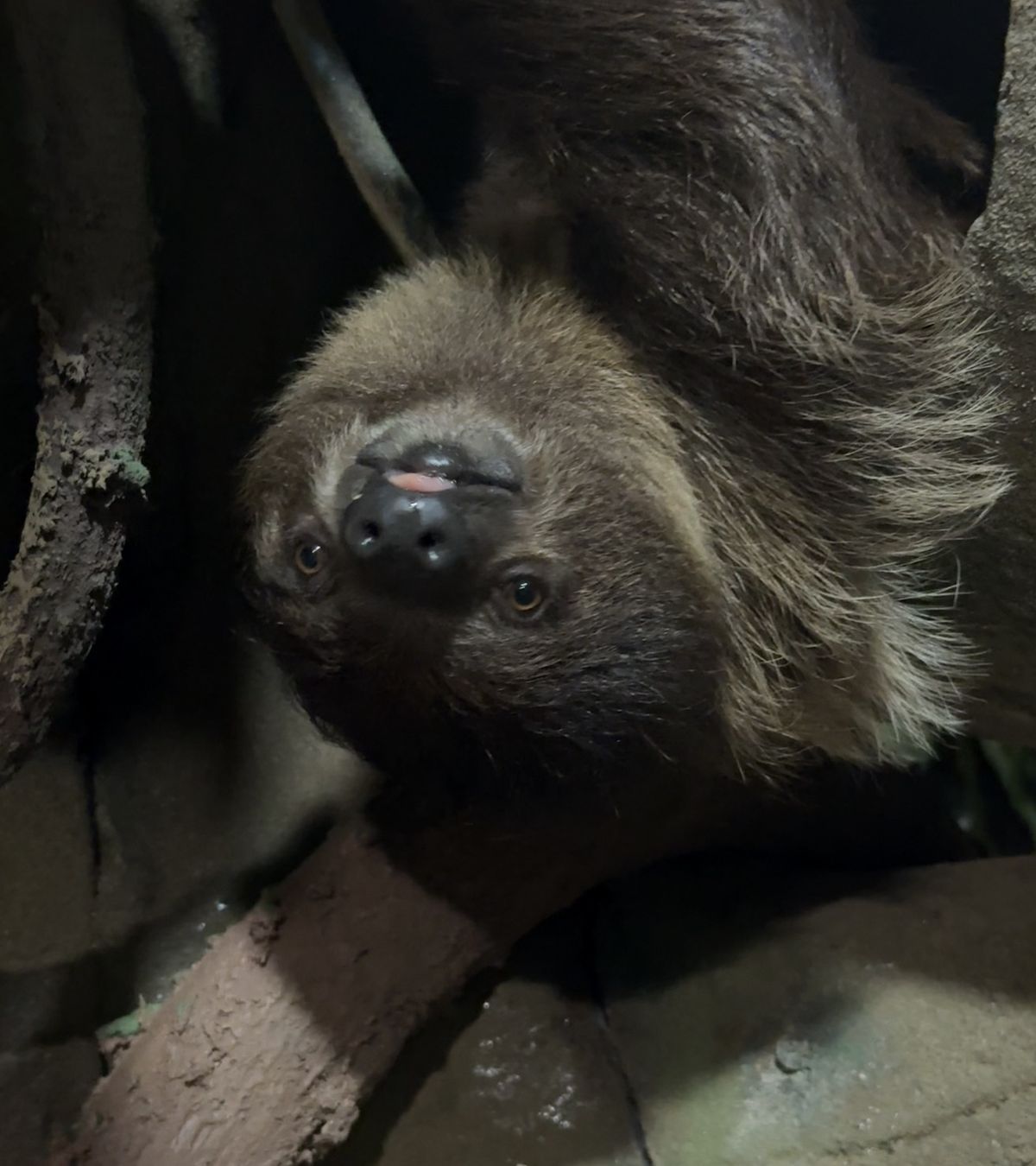 Curious sloth at Majestic Meadows Alpacas petting zoo Medina