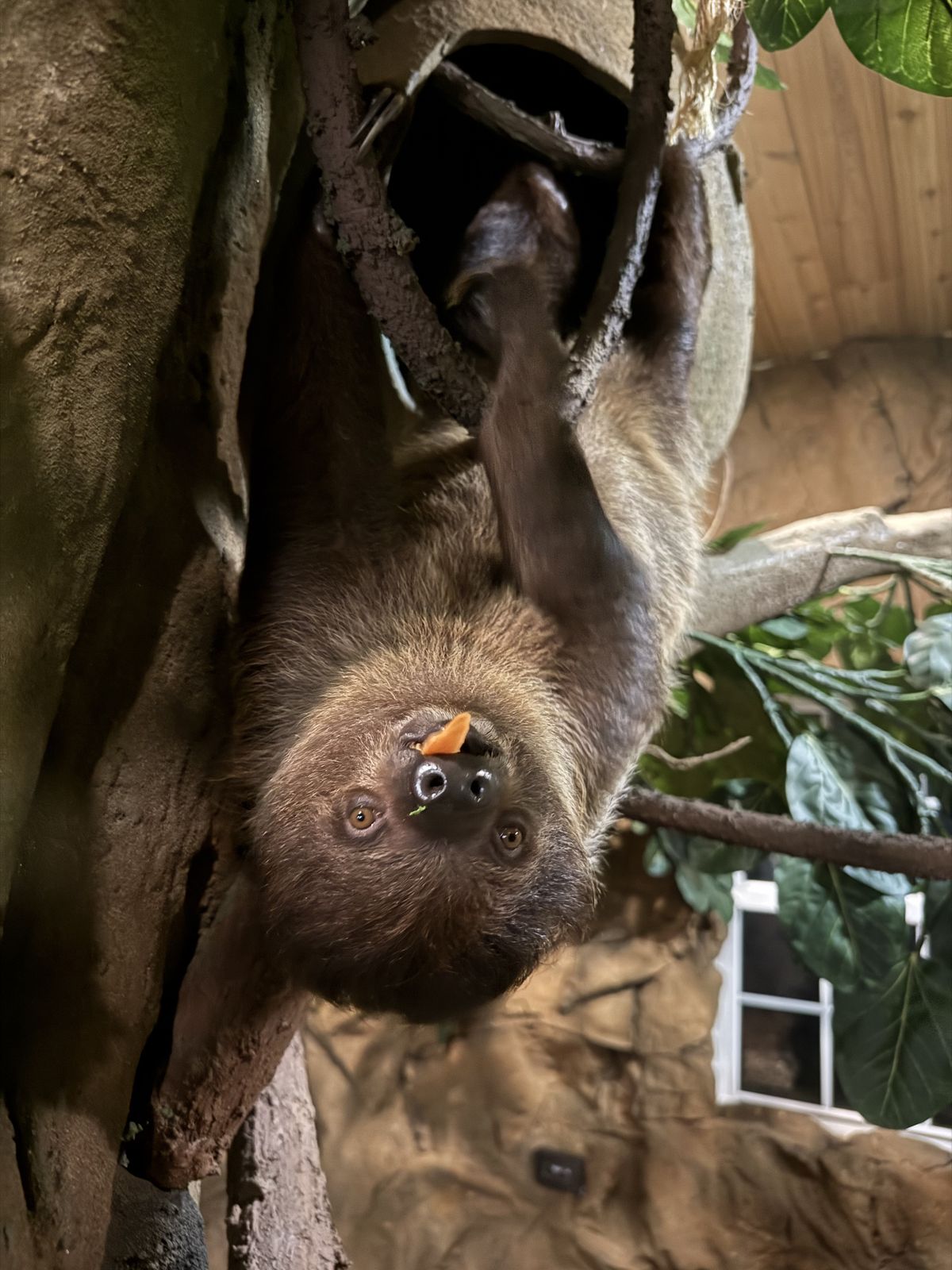 Two-toed sloth at Majestic Meadows animal farm Ohio