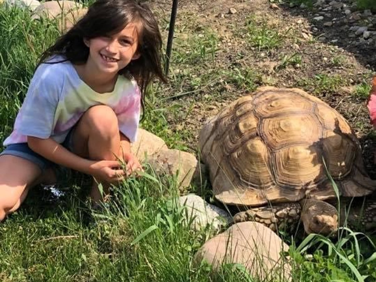 Meet tortoises at Majestic Meadows Alpacas Medina Ohio