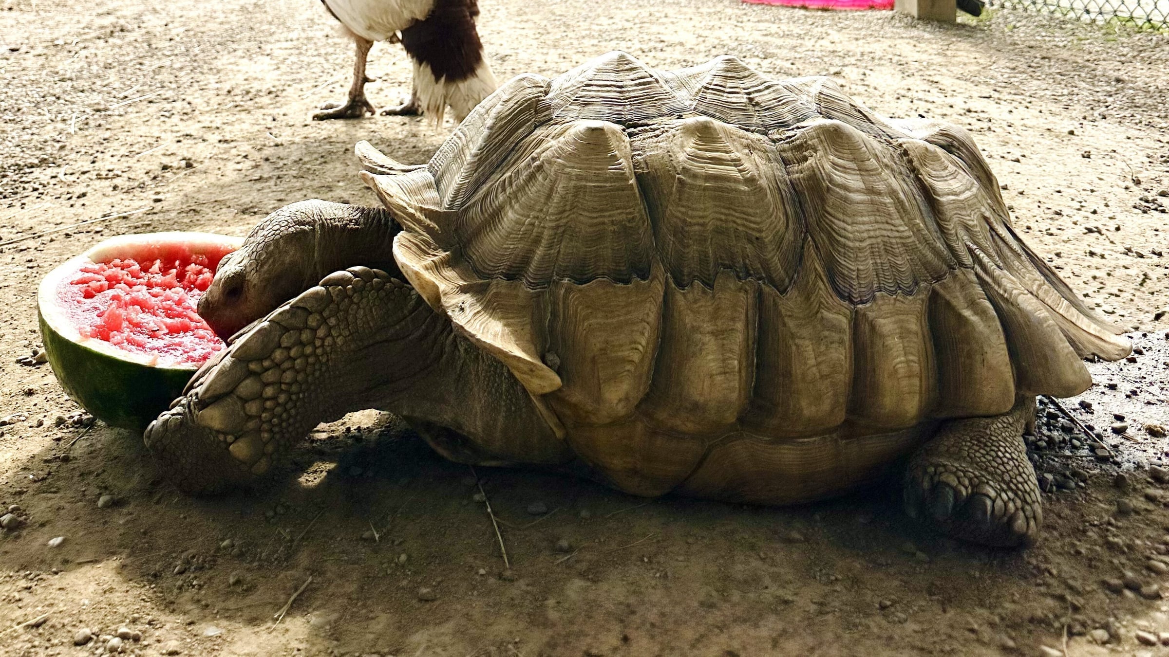 Tortoises at Majestic Meadows Alpacas