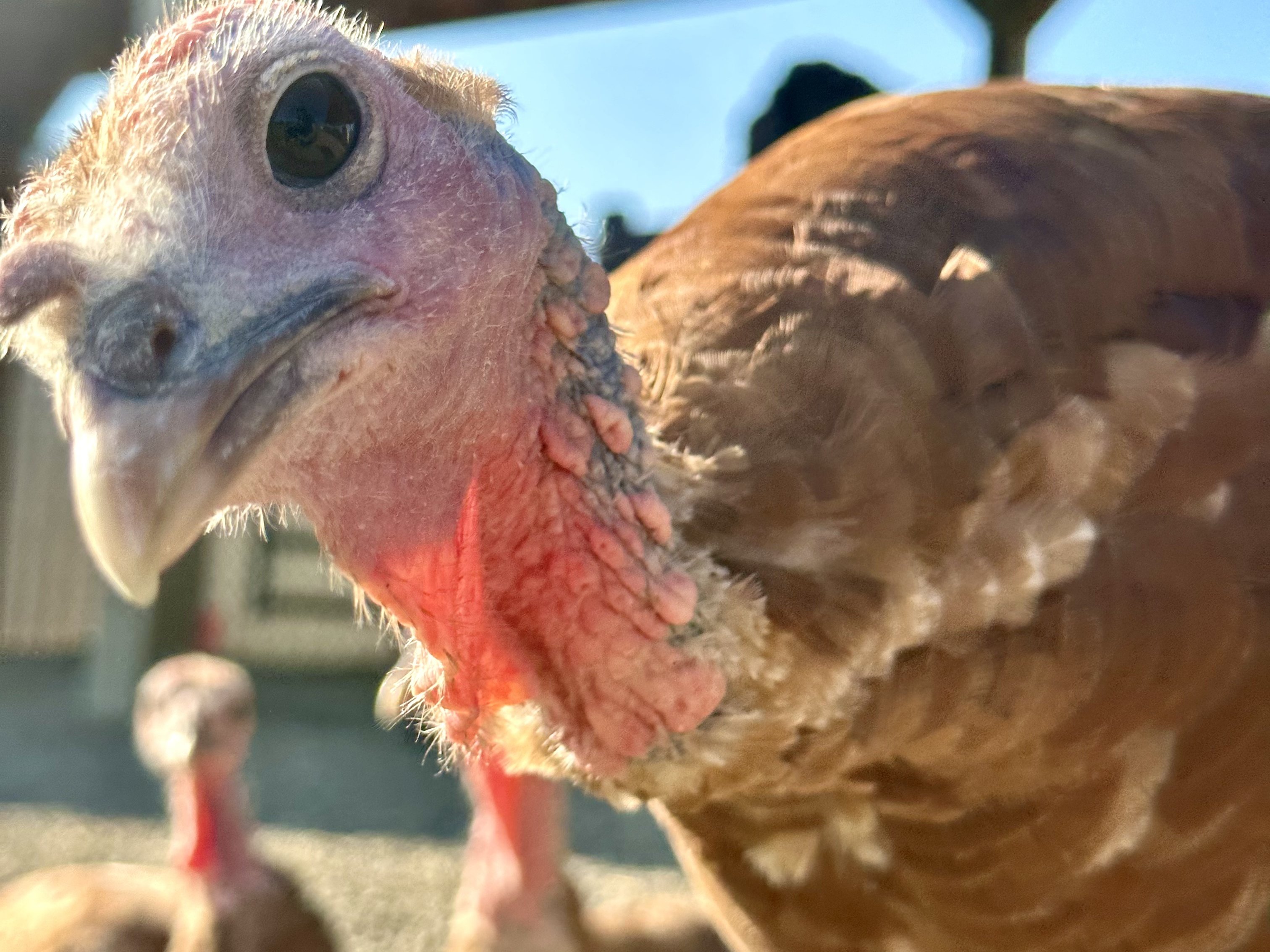 Turkey at Majestic Meadows family farm Medina
