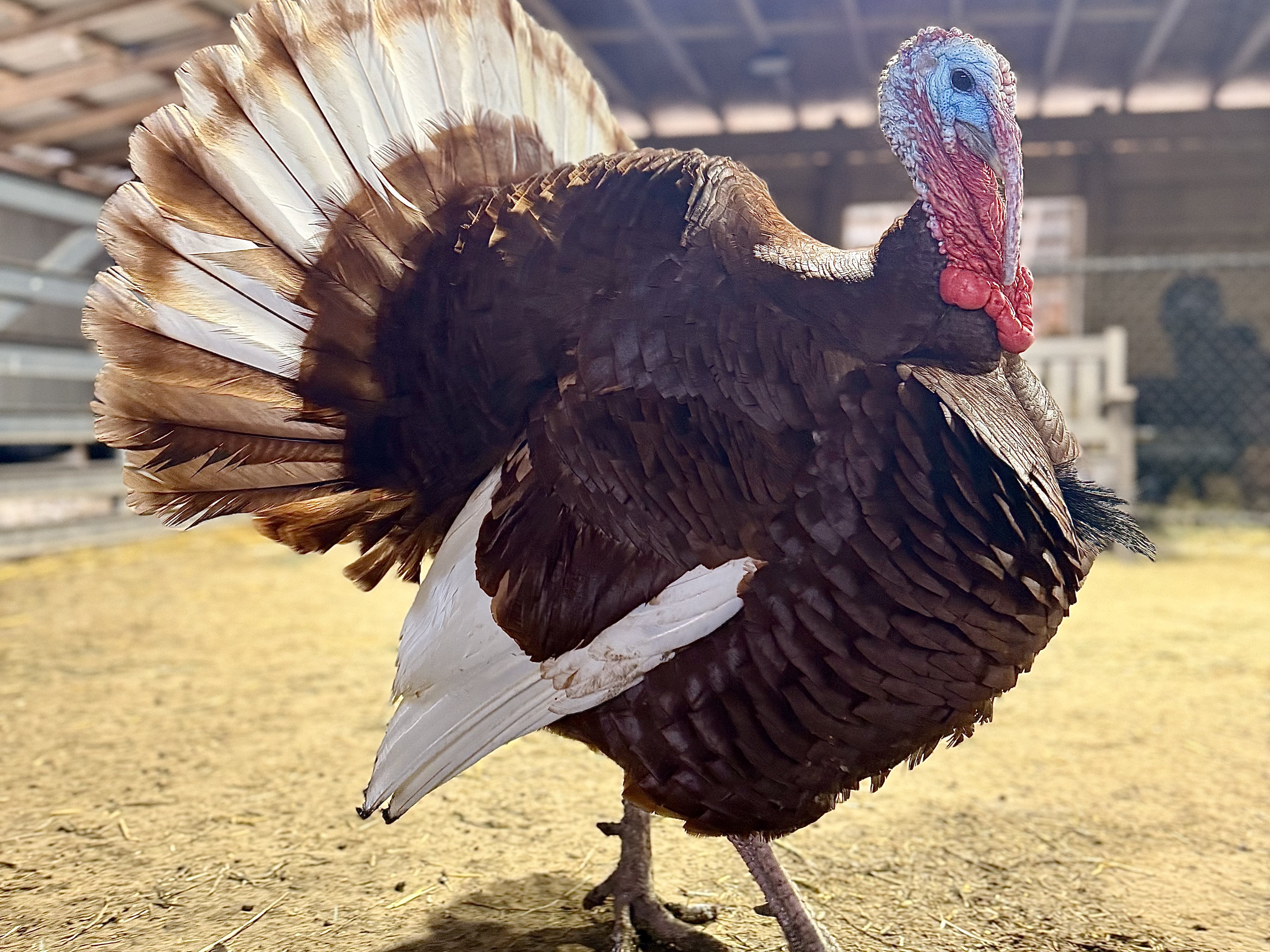 Colorful turkey at Majestic Meadows Alpacas Ohio