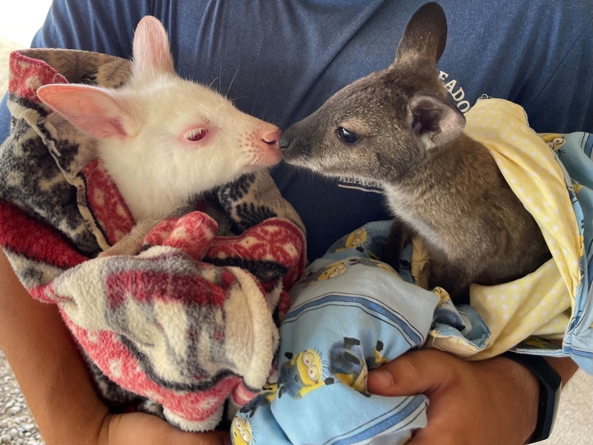 Wallaby at Majestic Meadows Alpacas petting zoo Medina Ohio
