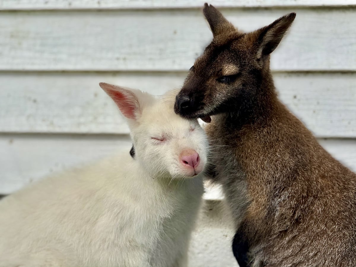 Wallaby at Majestic Meadows family farm Medina